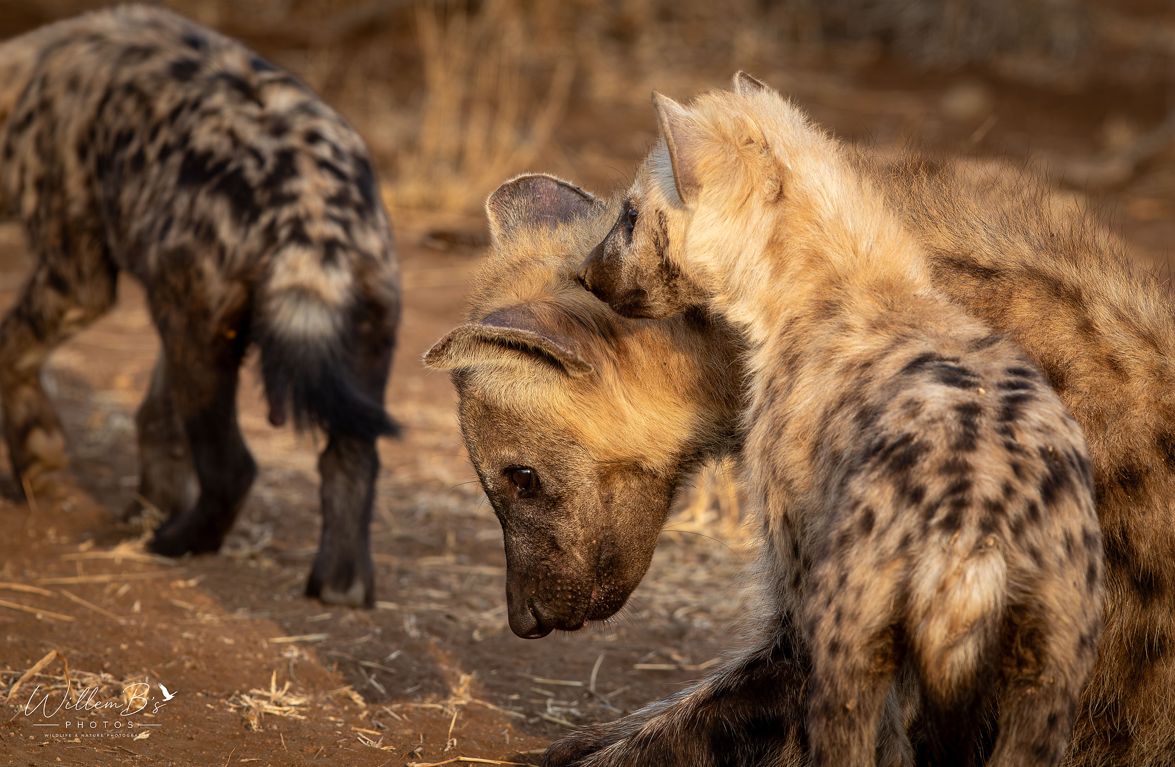 Wild Dogs & Hyenas