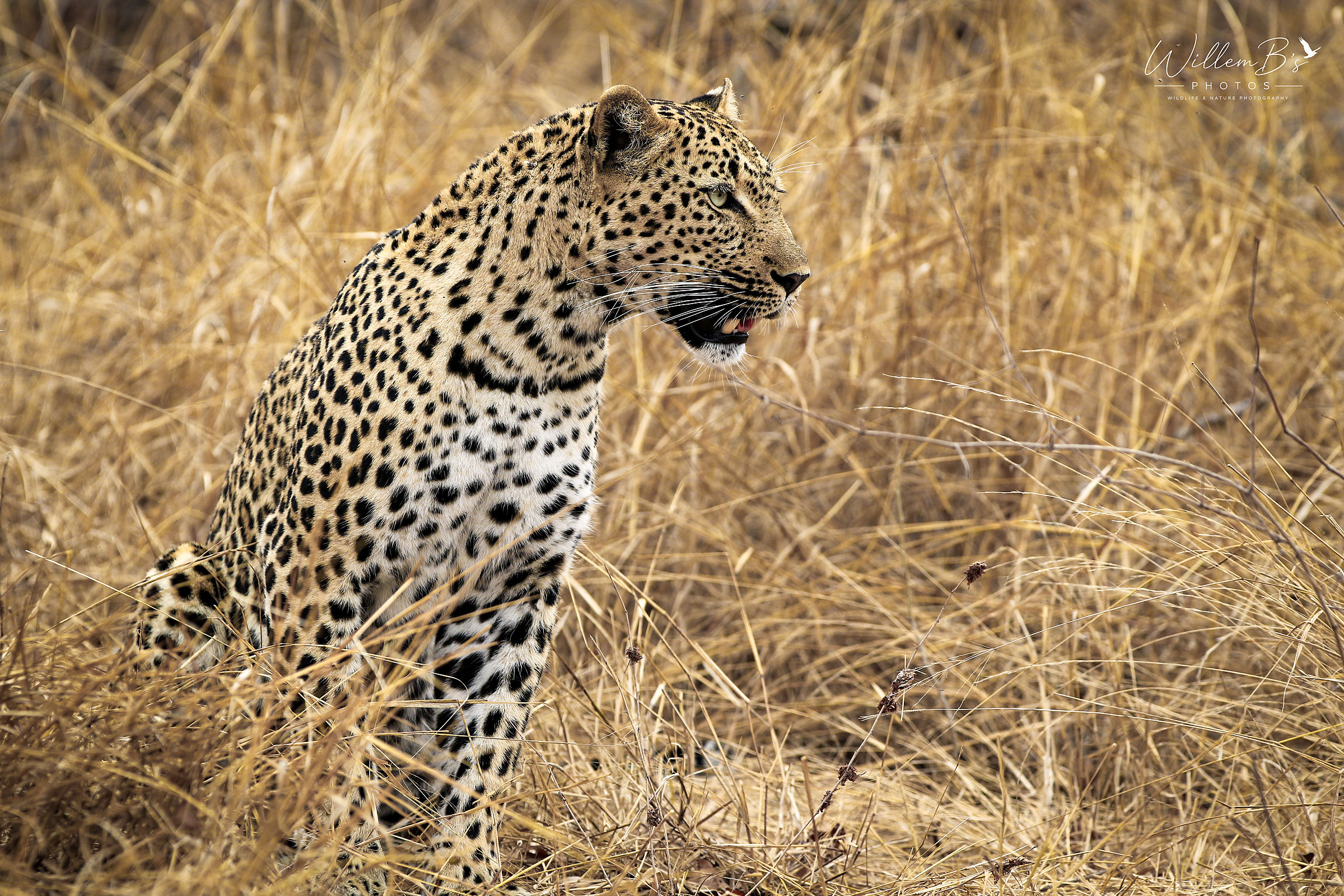 Leopard photographed at Thornybush Game Reserve - (Greater Kruger National Park)