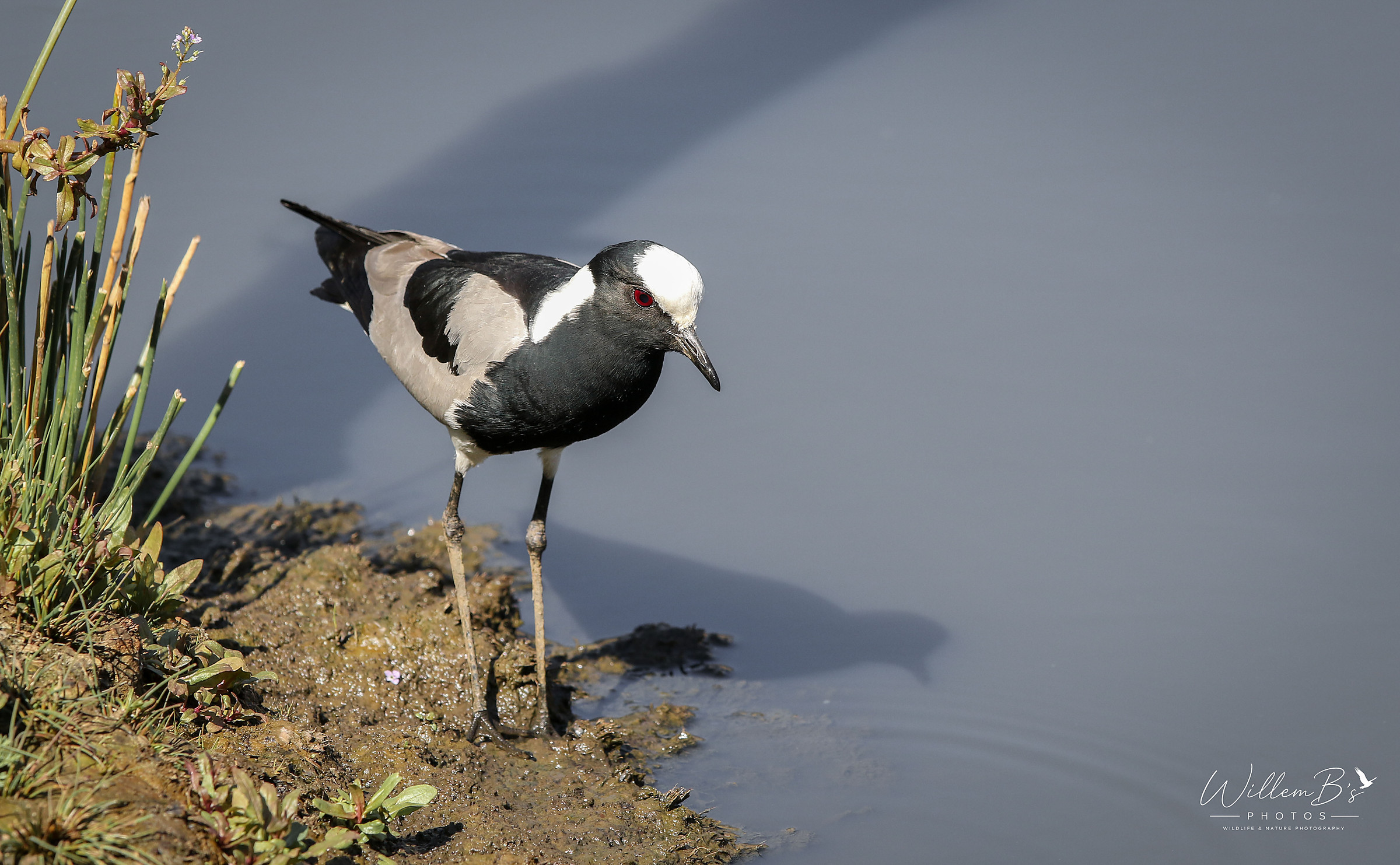 Blacksmith Lapwing - Birds