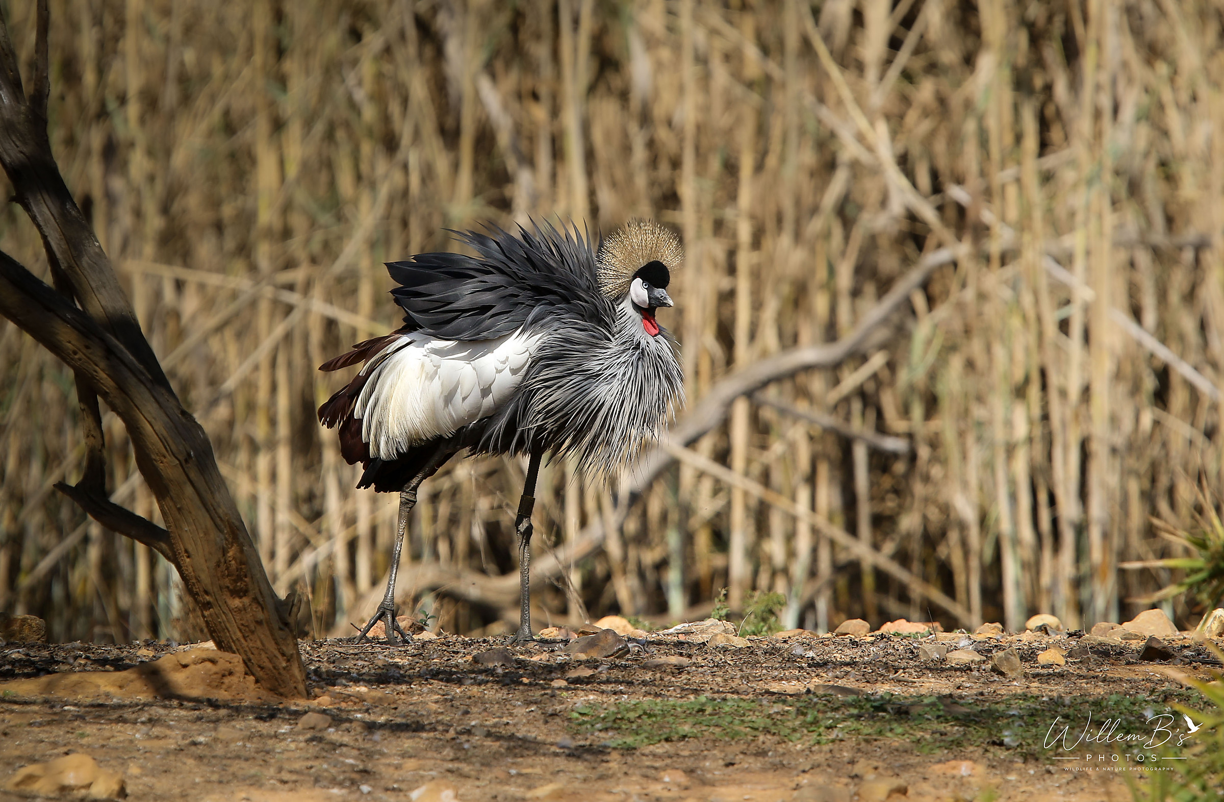 Grey Crowned Crane - Birds
