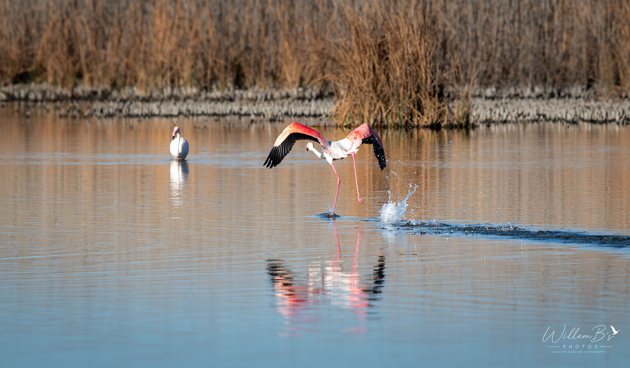 Greater Flamingo photographed at Marievale Bird Sanctuary