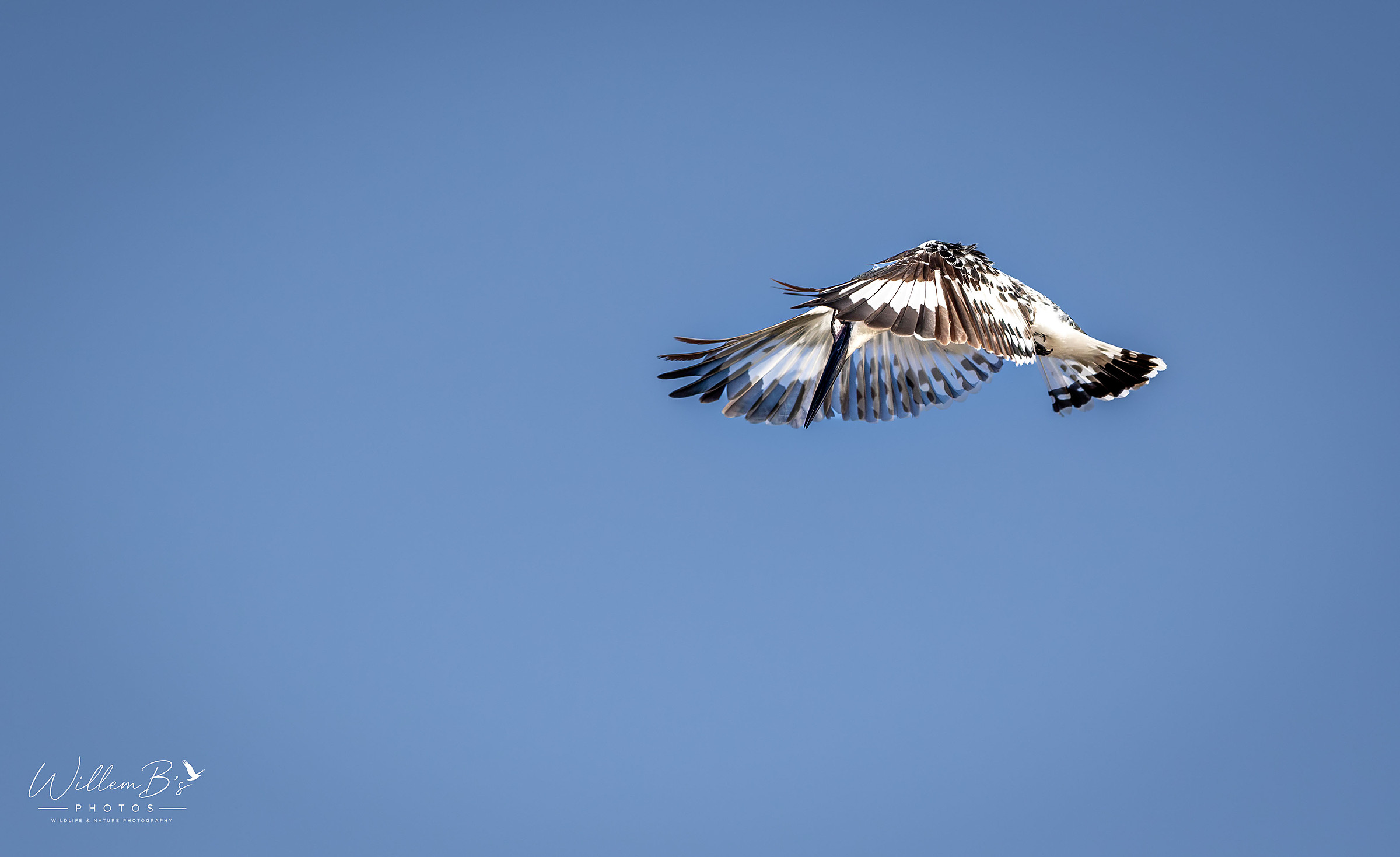Pied Kingfisher - Birds