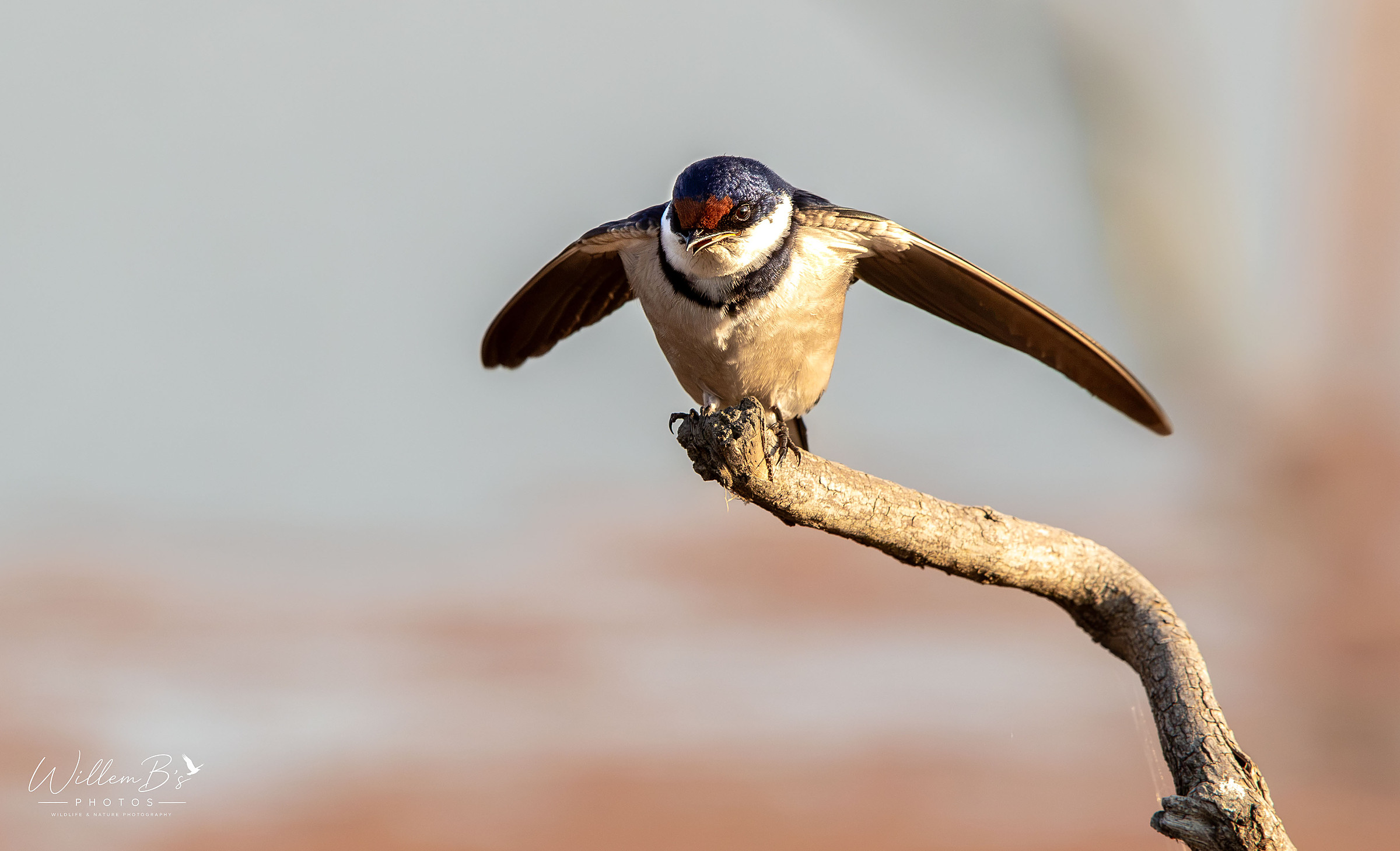 White-throated Swallow - Birds