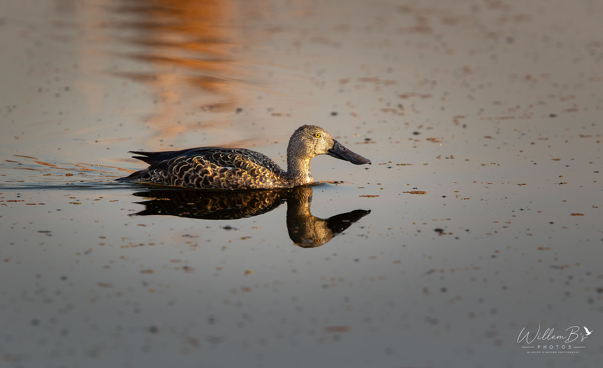Cape shoveler - Birds