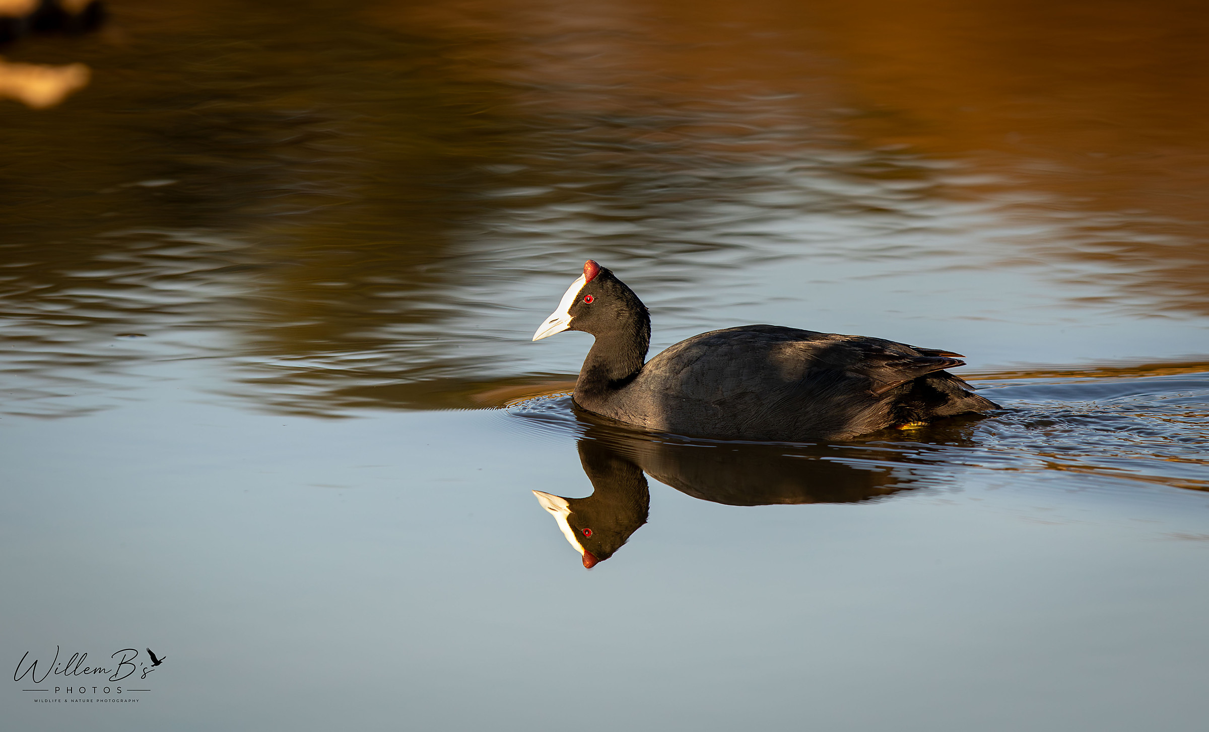Red-knobbed Coot - Birds
