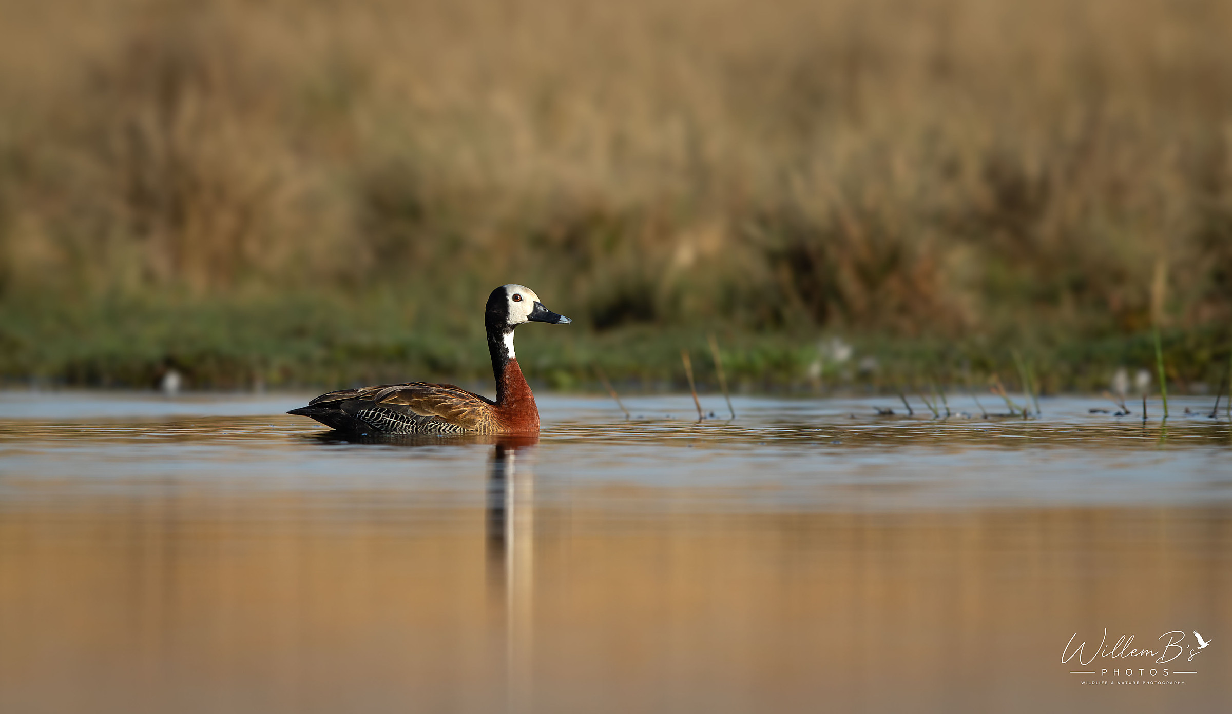 White-faced whistling duck photographed at Zibulo Bird Hide