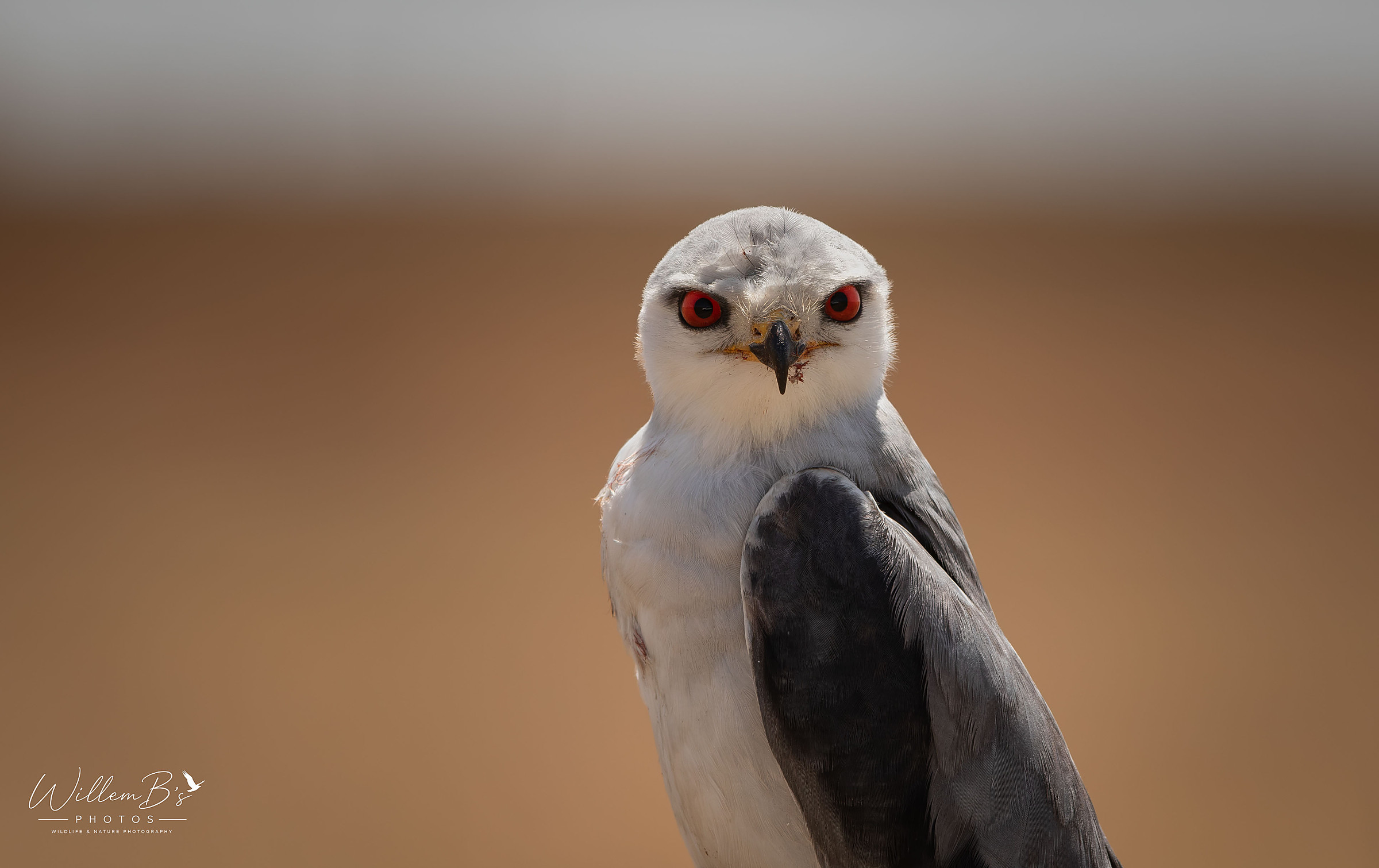 Black-winged Kite photographed at Zibulo Bird Hide