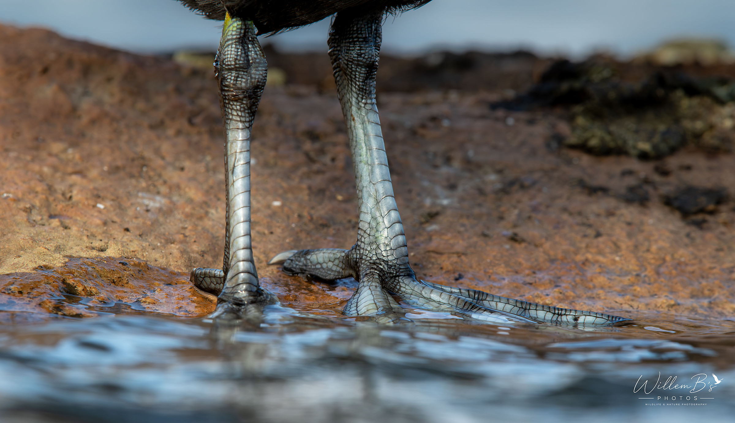Feet of a Red-knobbed Coot photographed at Zibulo Bird Hide