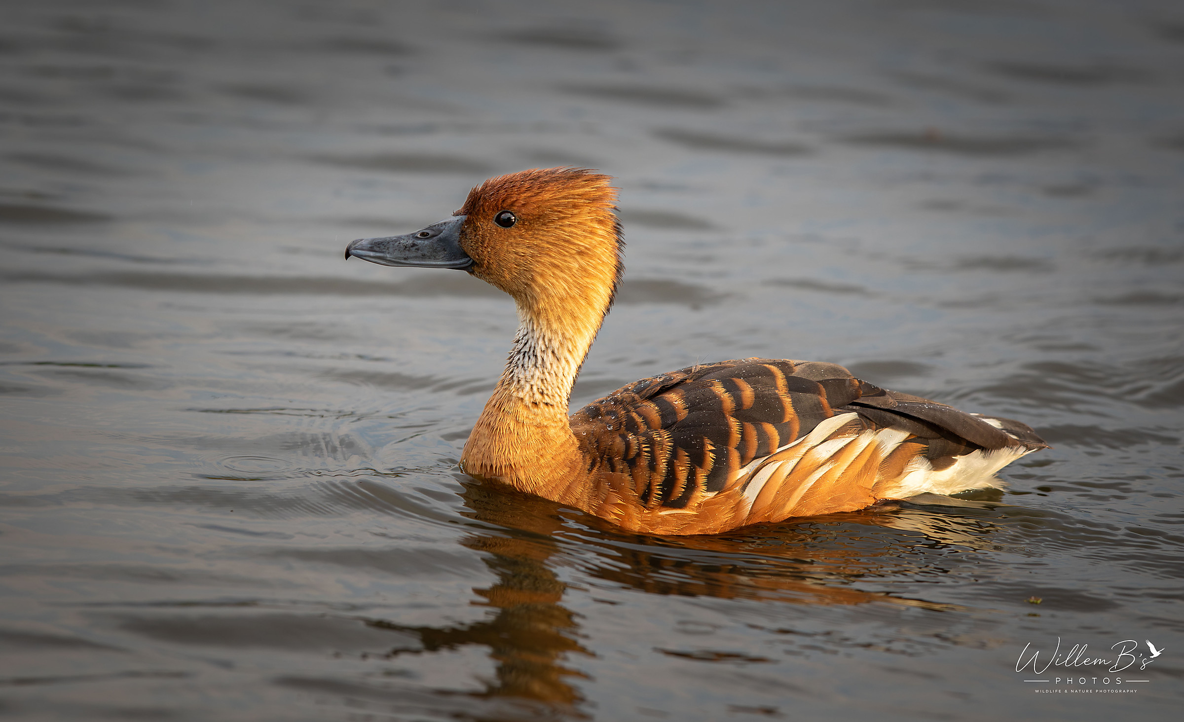 Fulvous Whistling Duck photographed at Marievale Bird Sanctuary