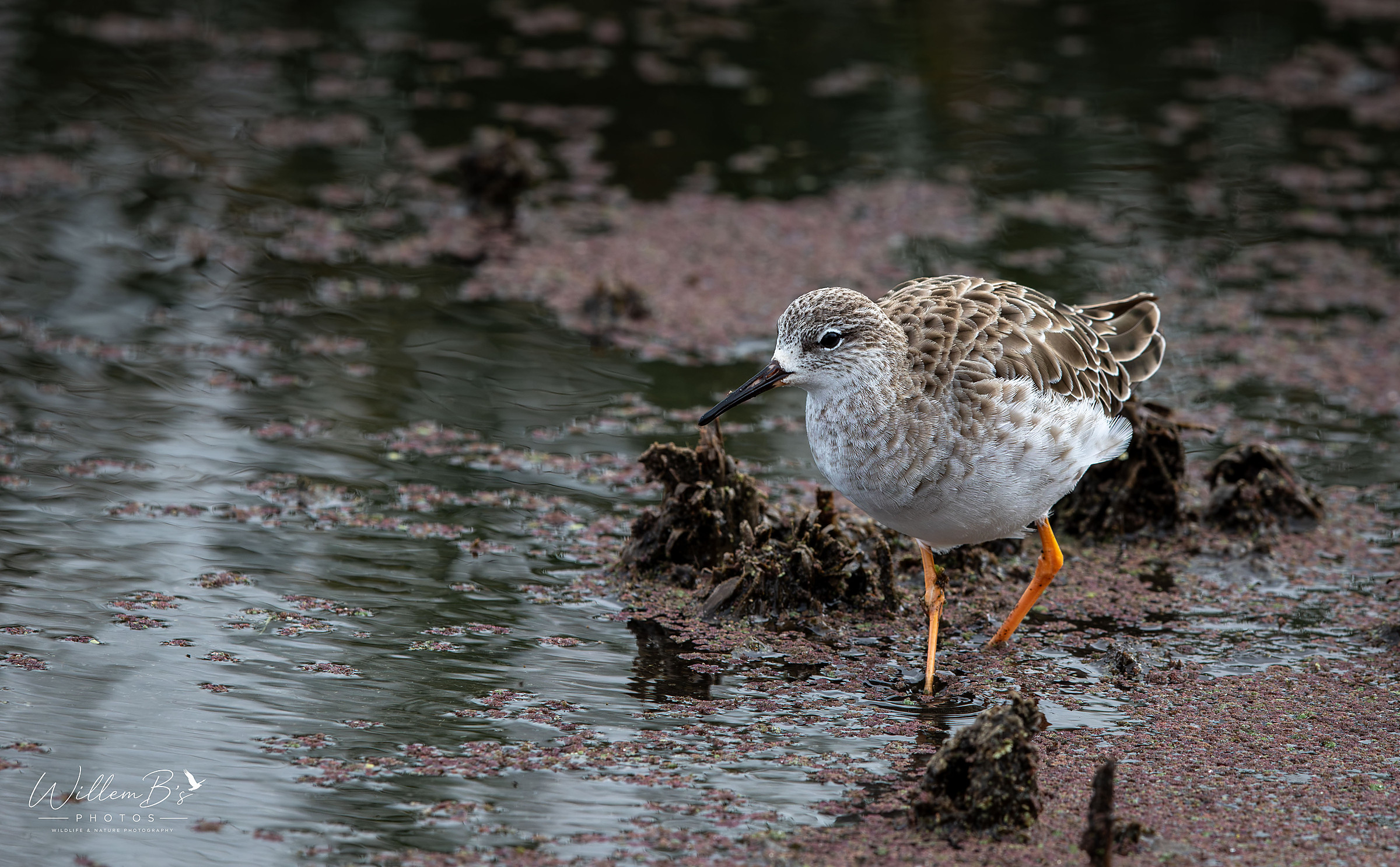 Ruff photographed at Marievale Bird Sanctuary
