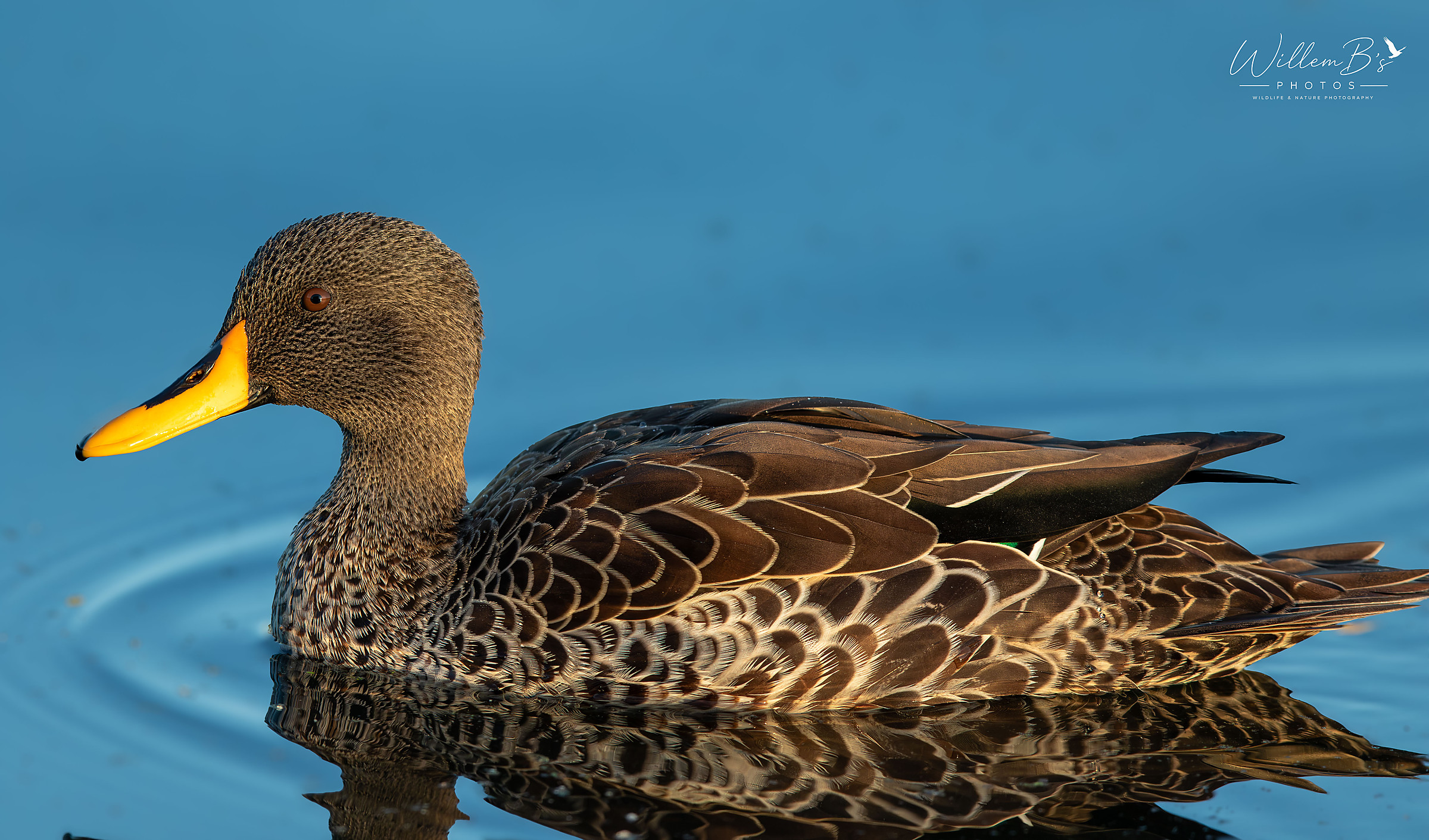 Yellow-billed Duck - Birds