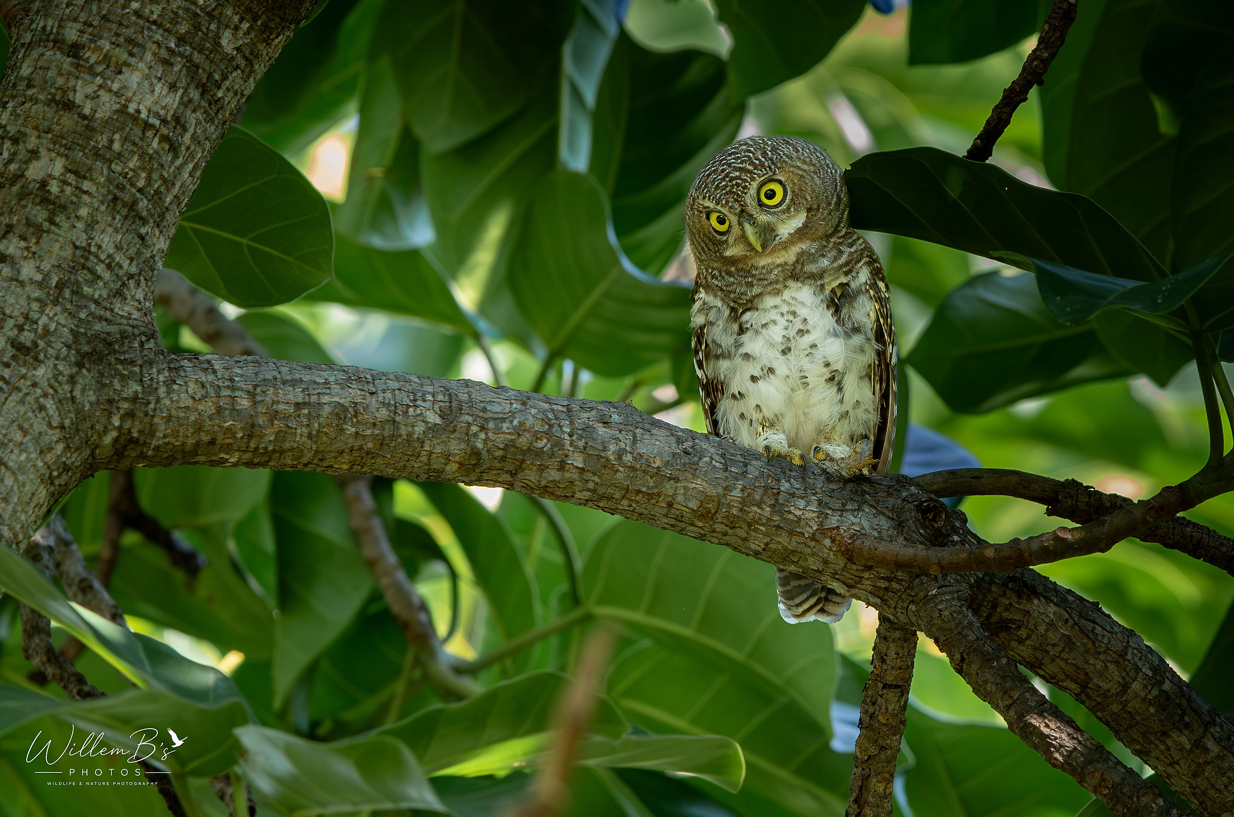 Pearl-spotted Owlet - Birds