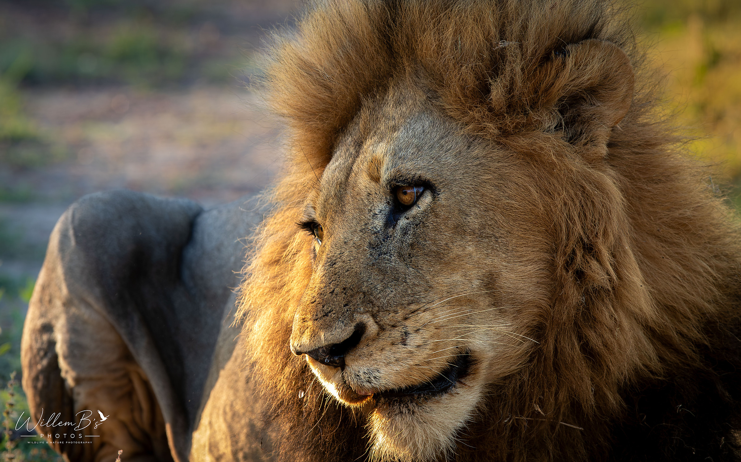 Lion photographed at Thornybush Game Reserve - (Greater Kruger National Park)