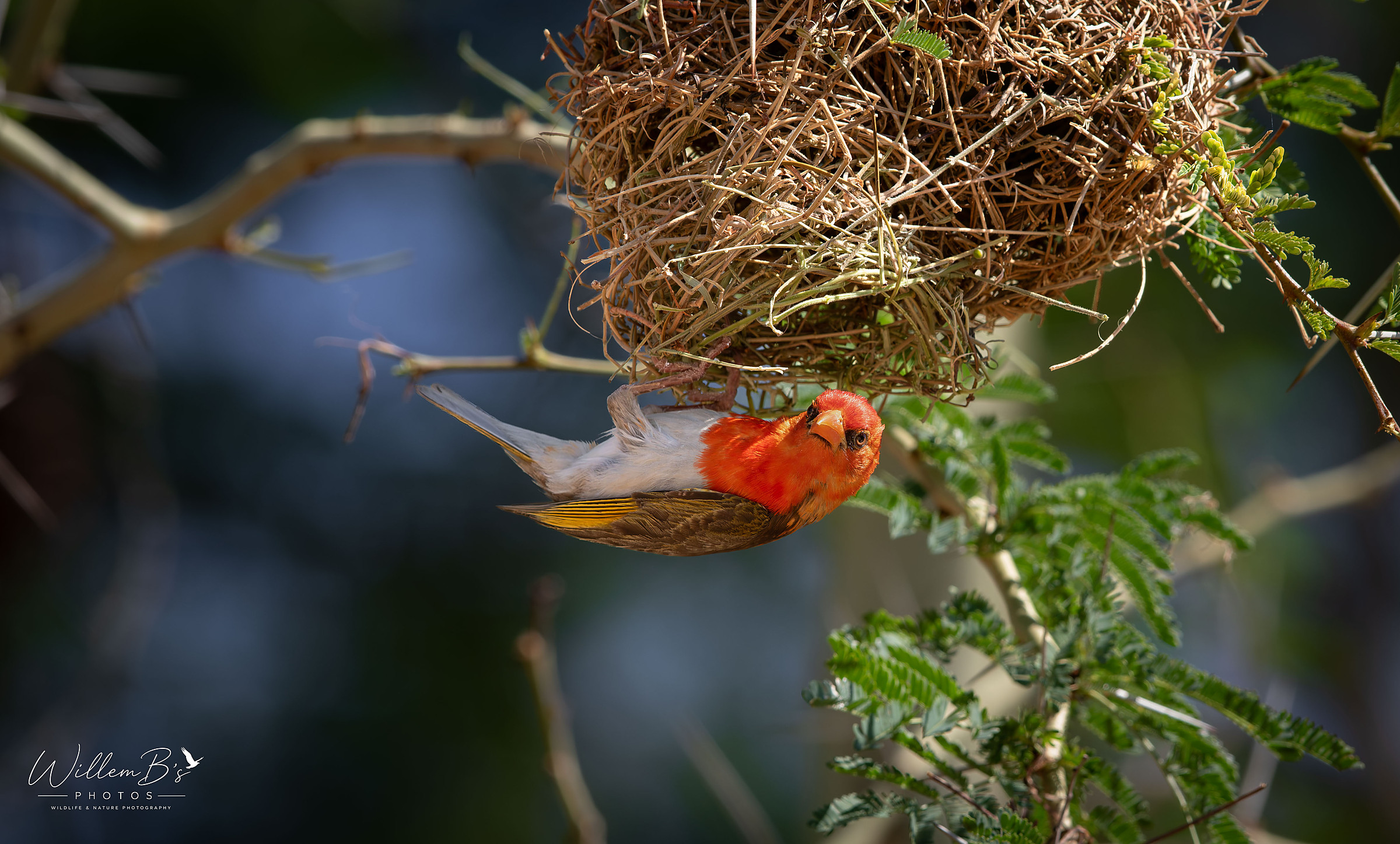 Red-headed weaver photographed at Thornybush Game Reserve - (Greater Kruger National Park)