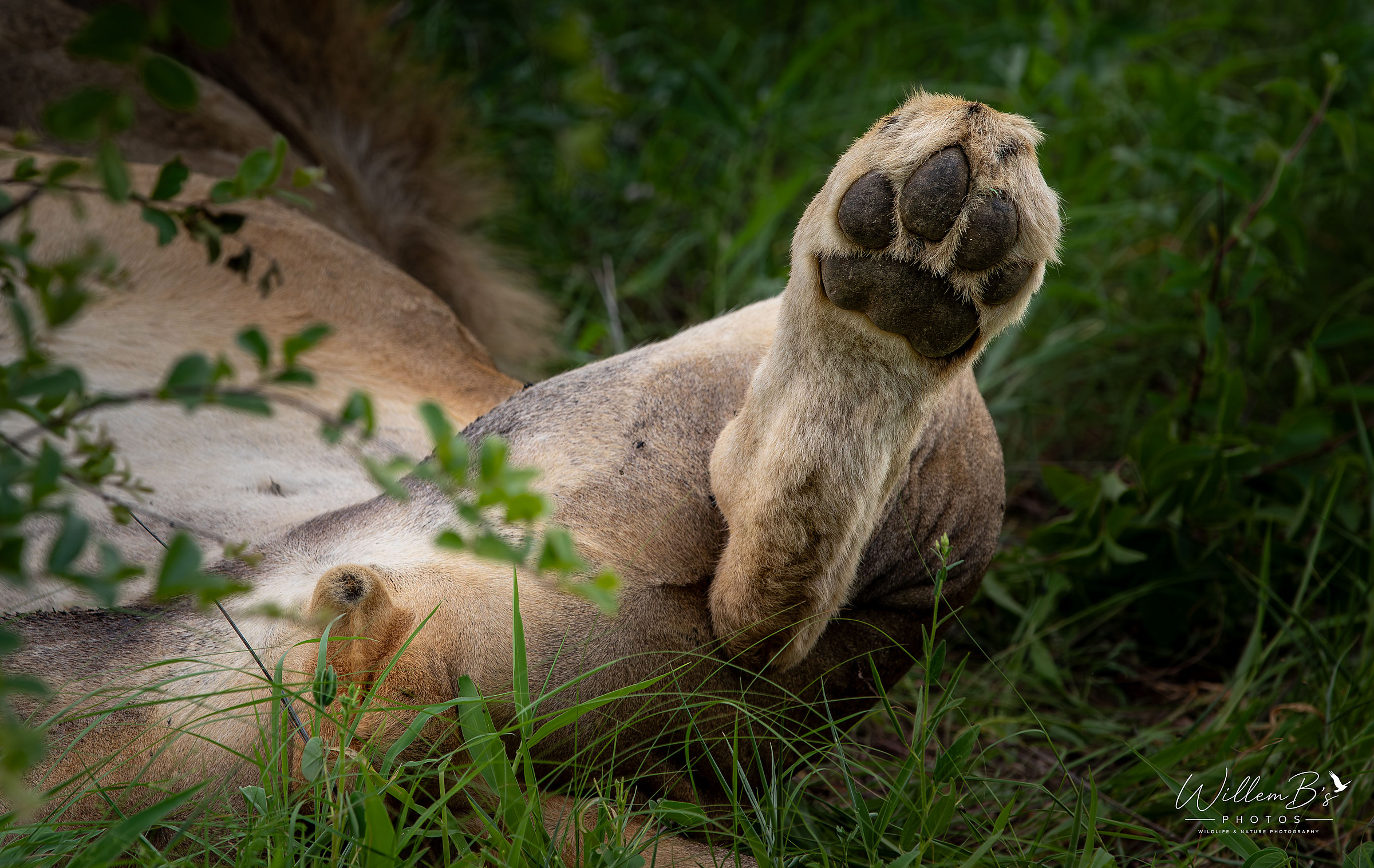 Lion foot photographed at Thornybush Game Reserve - (Greater Kruger National Park)