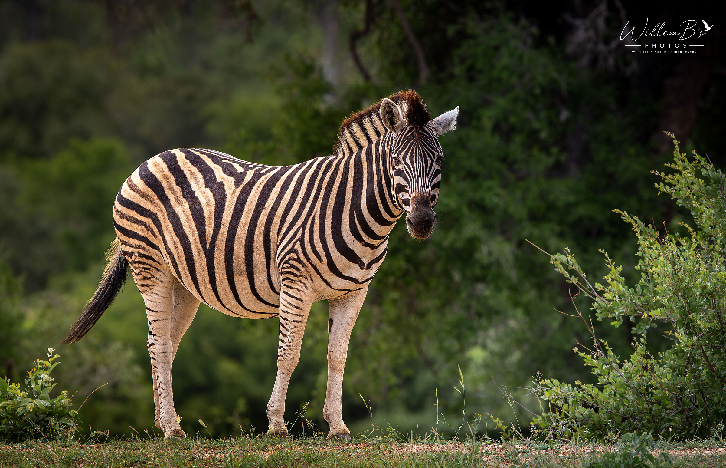 Zebra - Antelope & other