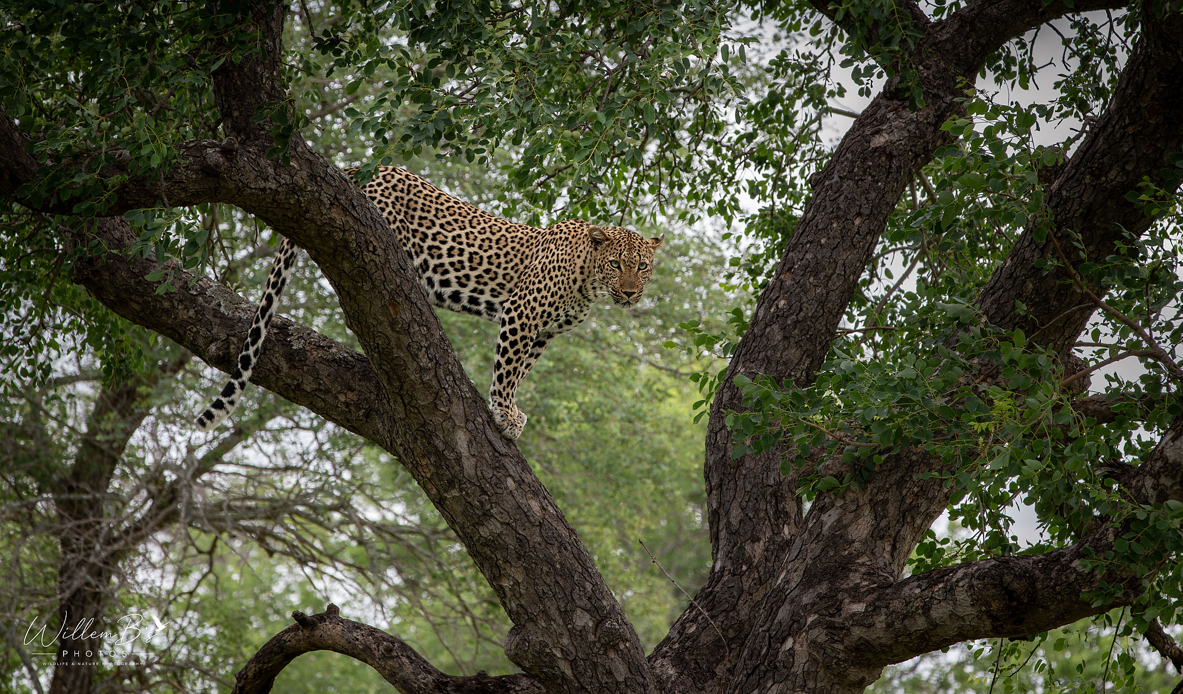 Leopard photographed at Thornybush Game Reserve - (Greater Kruger National Park)