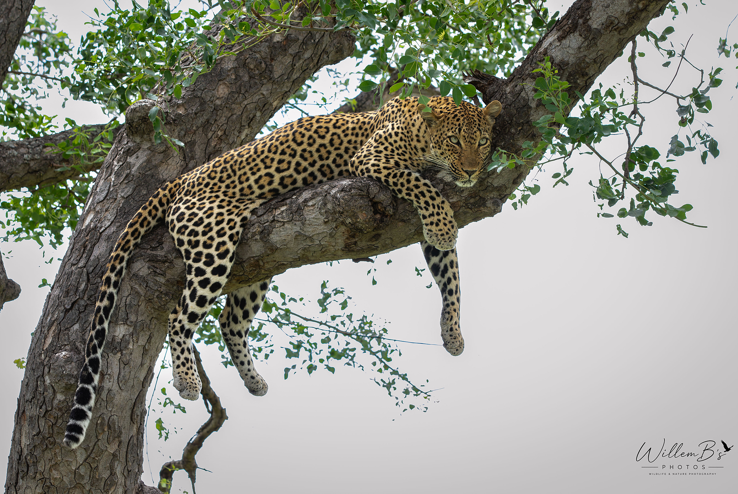 Leopard photographed at Thornybush Game Reserve - (Greater Kruger National Park)