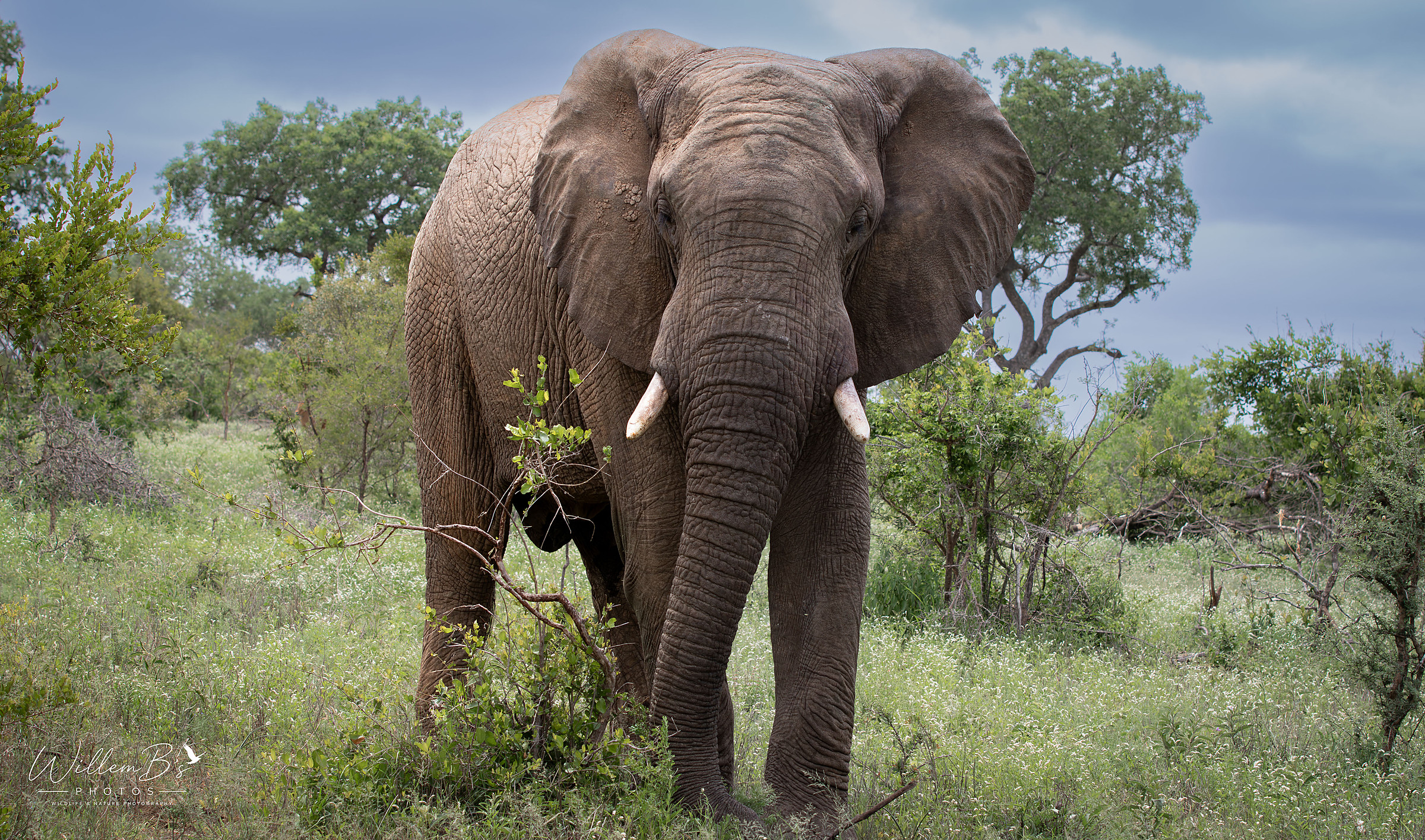 Elephant - Elephants
