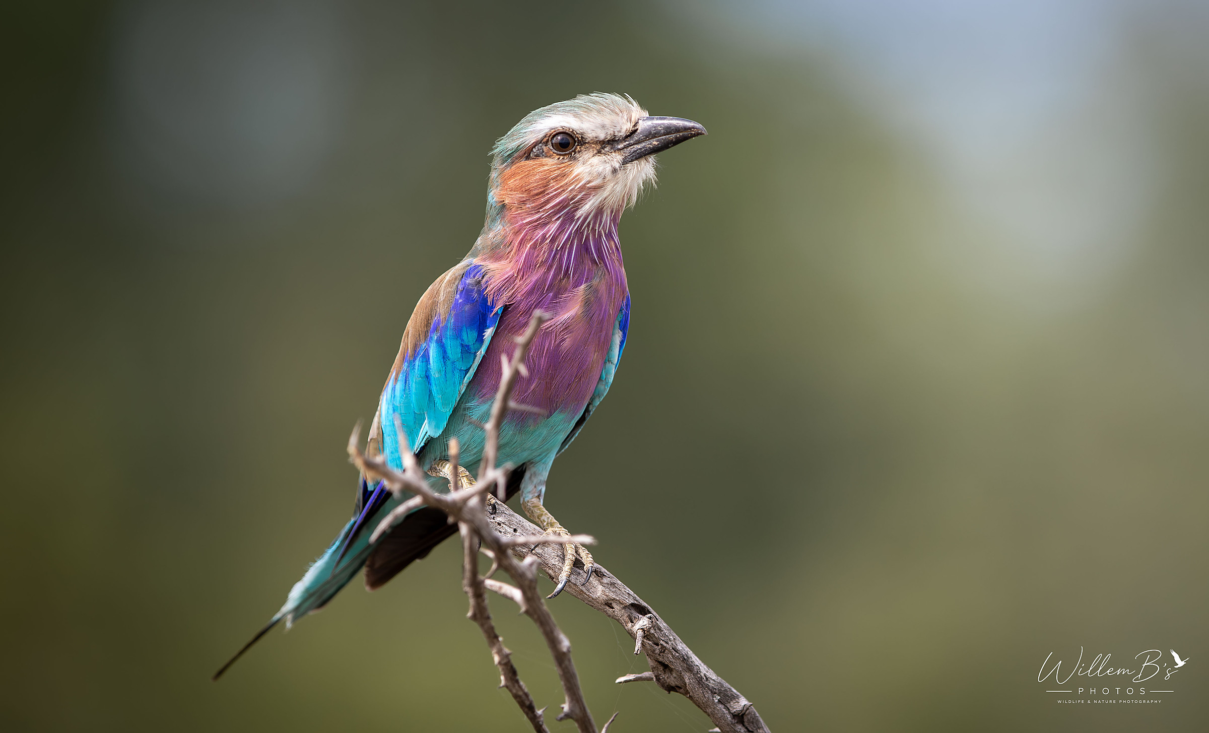 Lialac-breasted Roller photographed at Kruger National Park