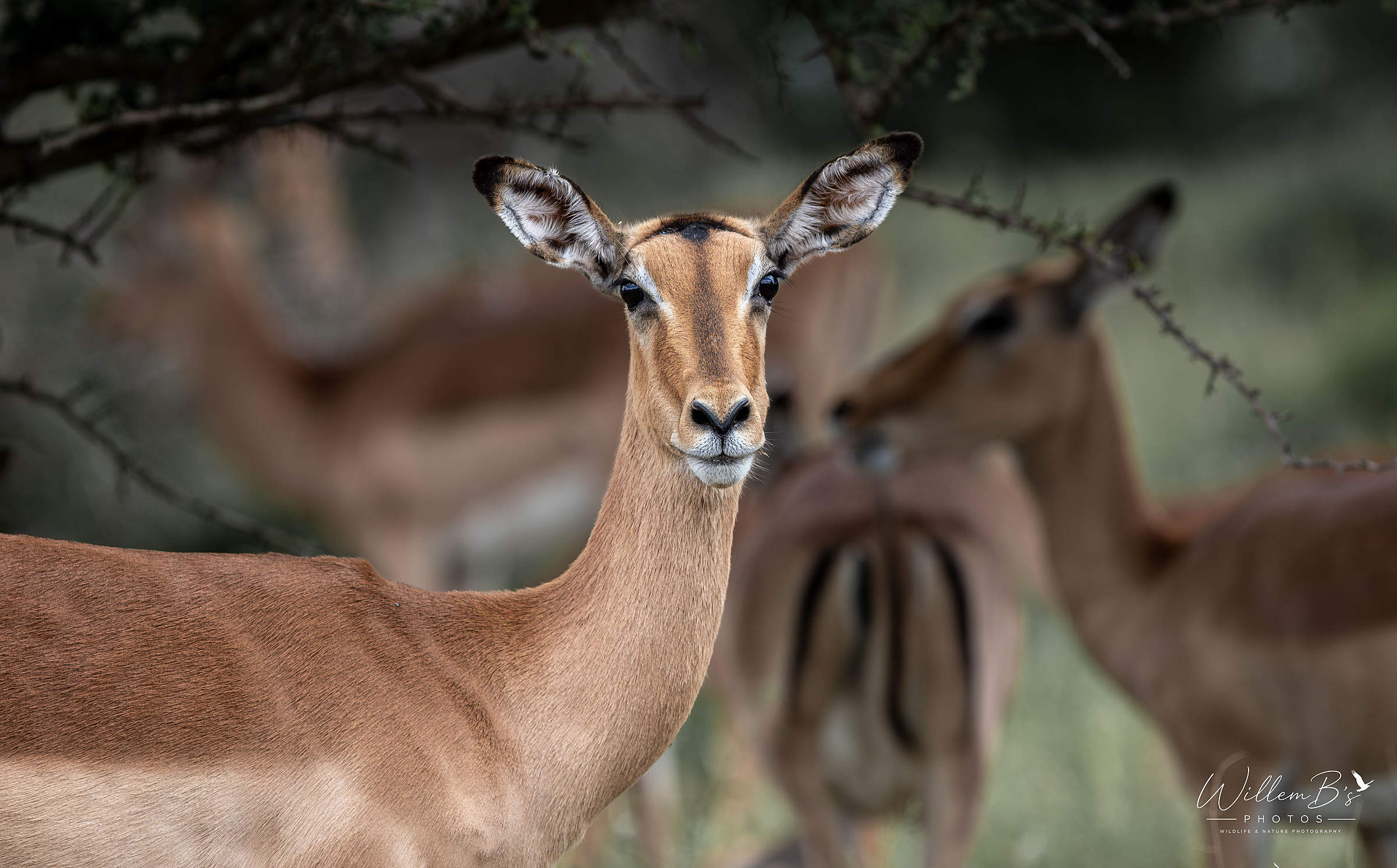 Impala - Antelope & other