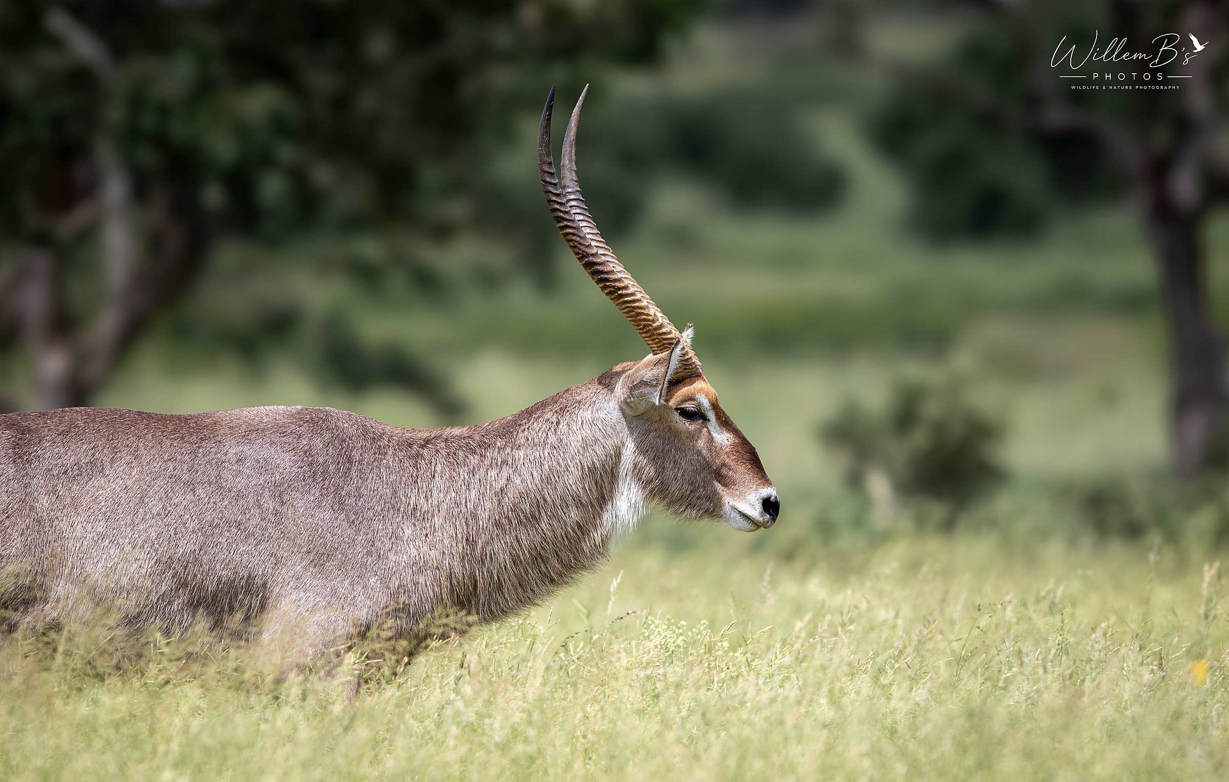 Waterbuck Bull photographed at KNP