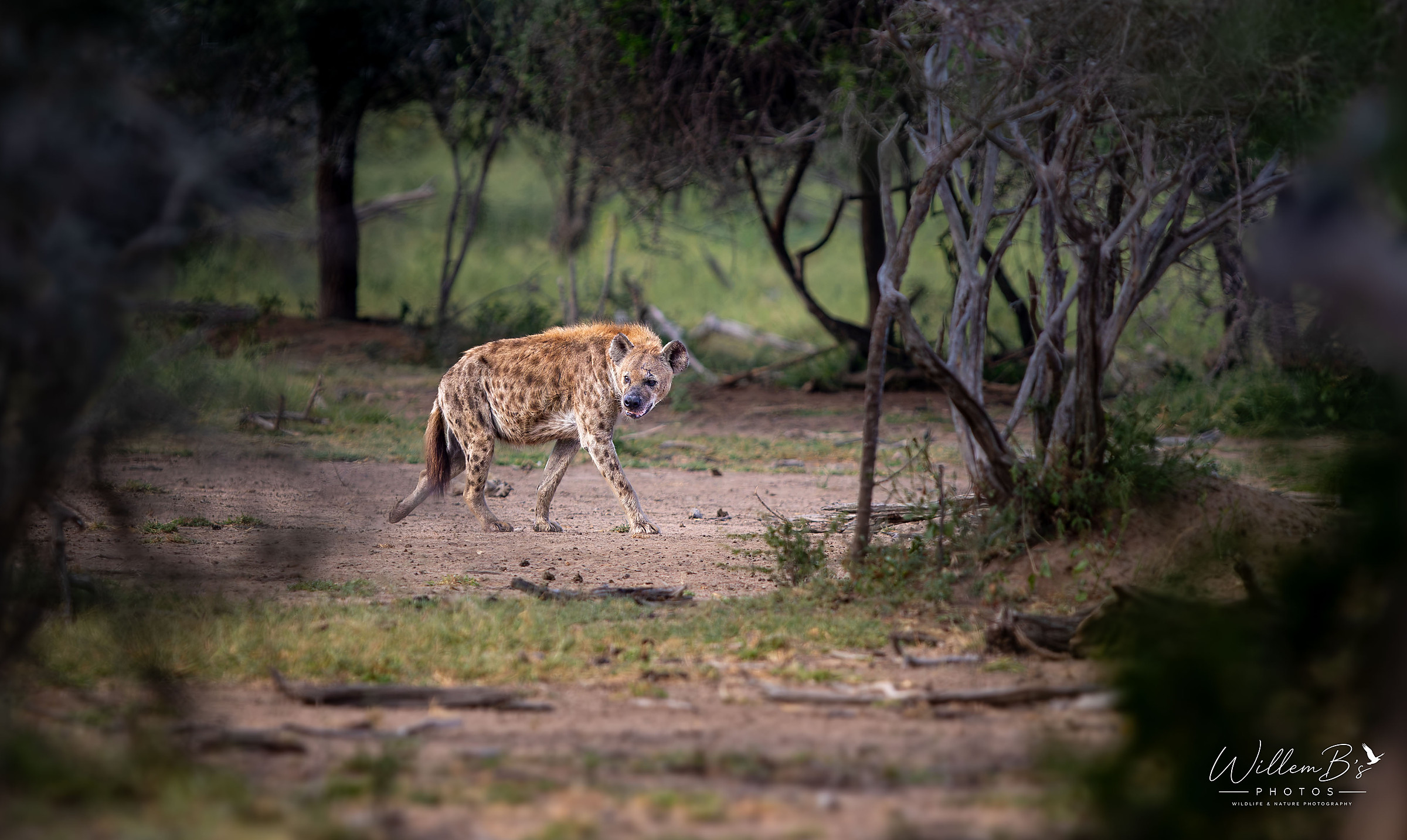 Hyena photographed at KNP