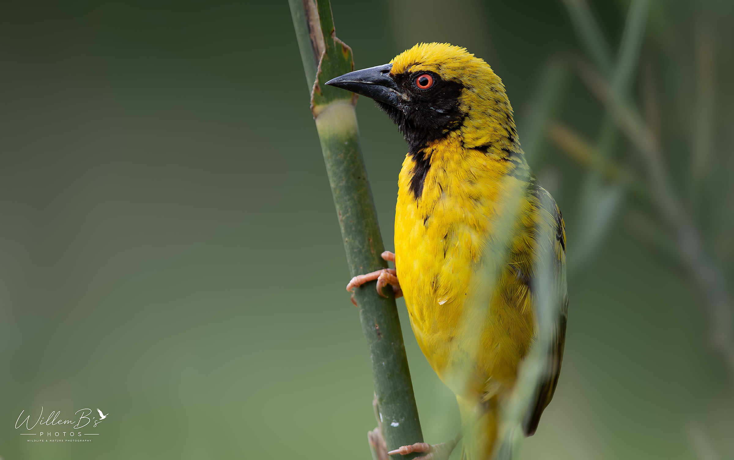 Village Weaver photographed at KNP - Lake Panic