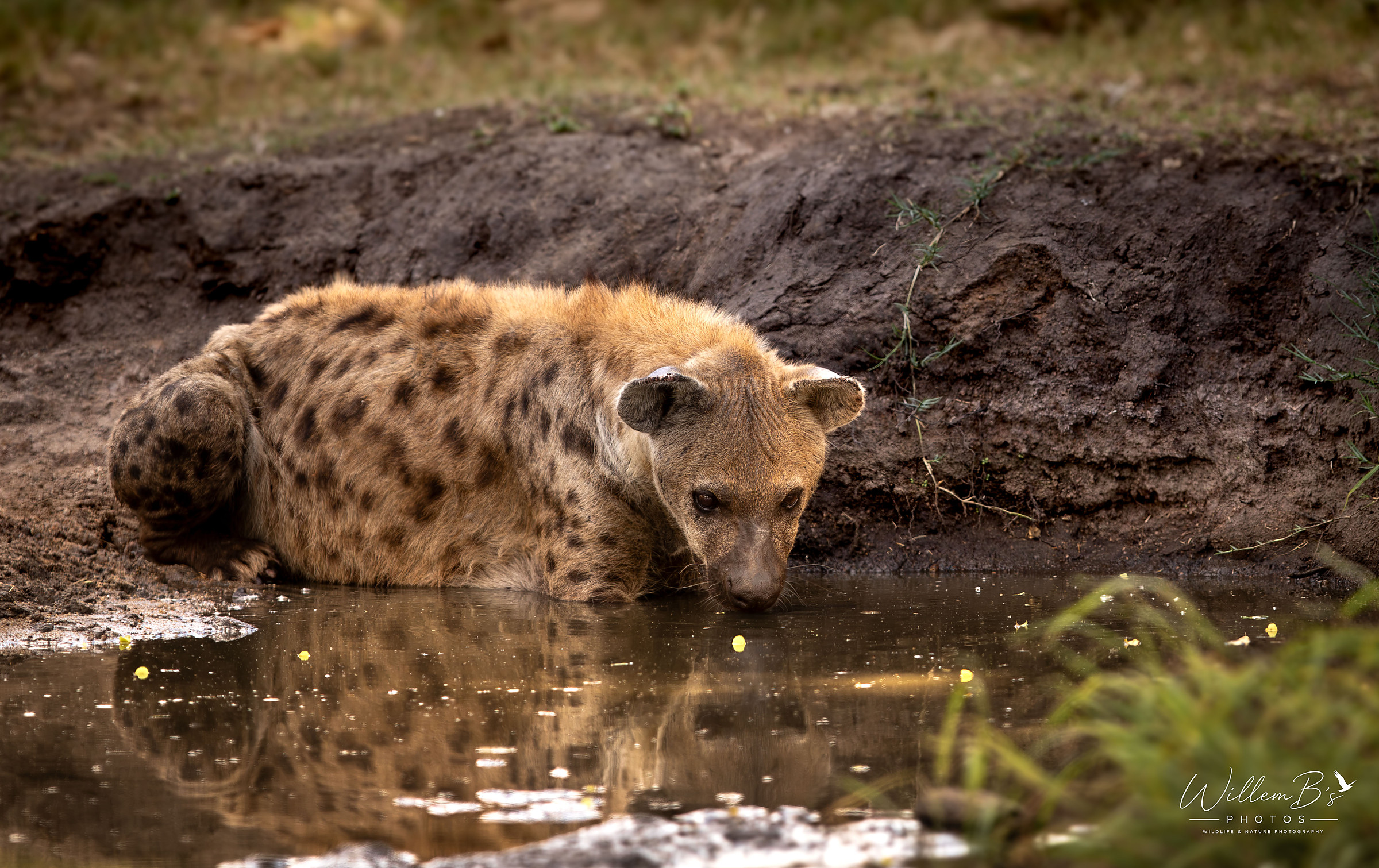 Hyena photographed at KNP