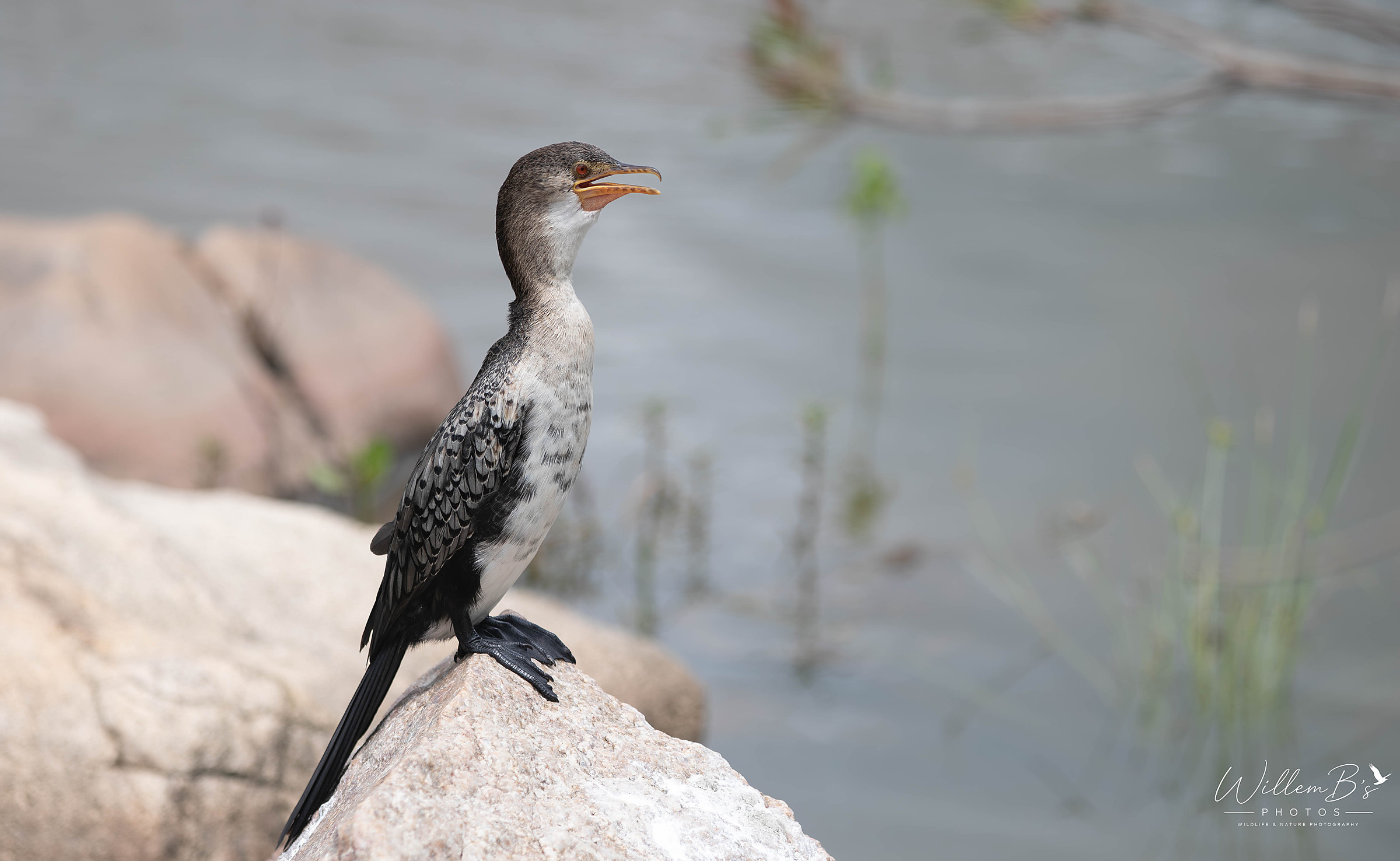 Reed Cormorant - Birds