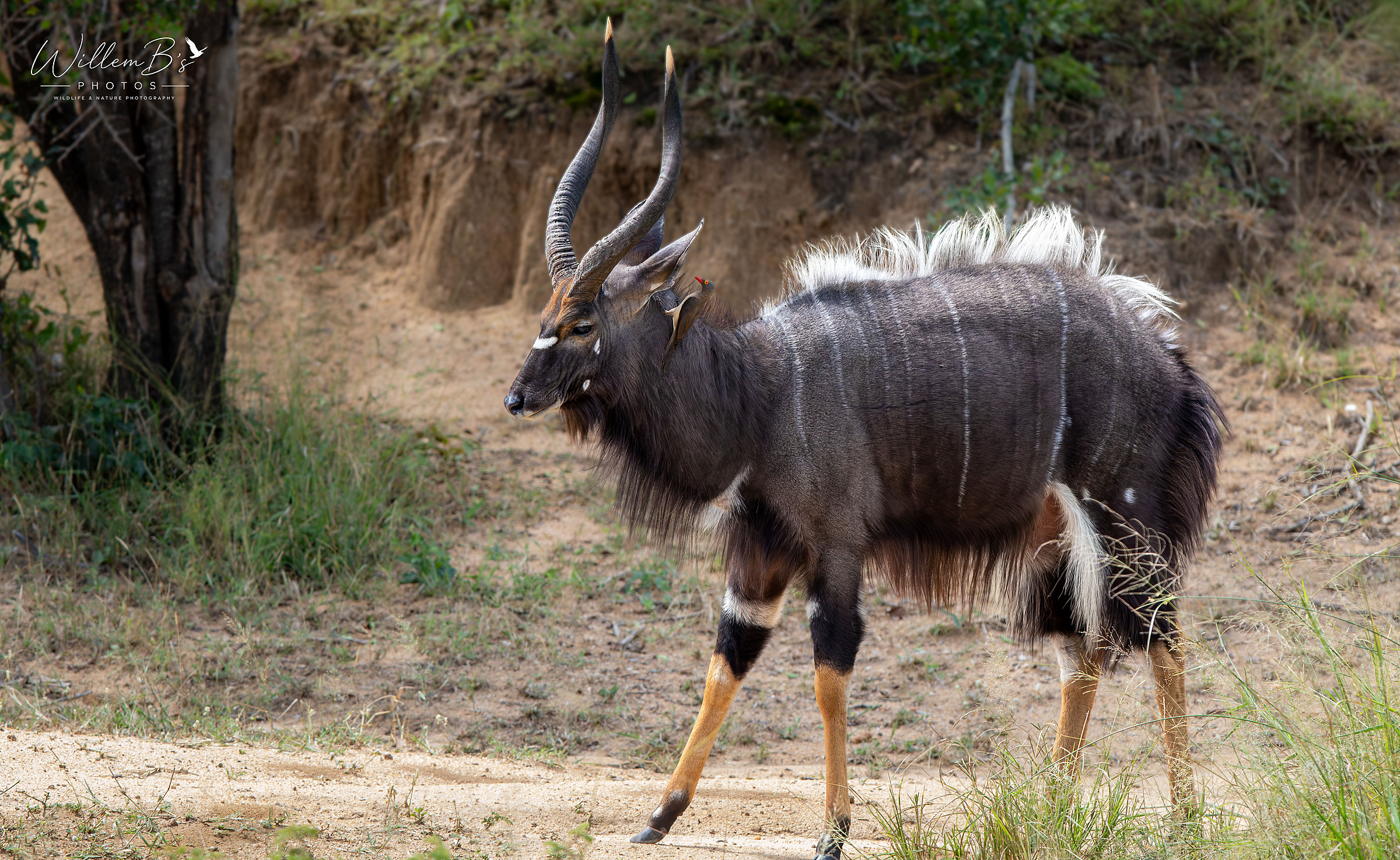 Nyala Bull - Antelope & other