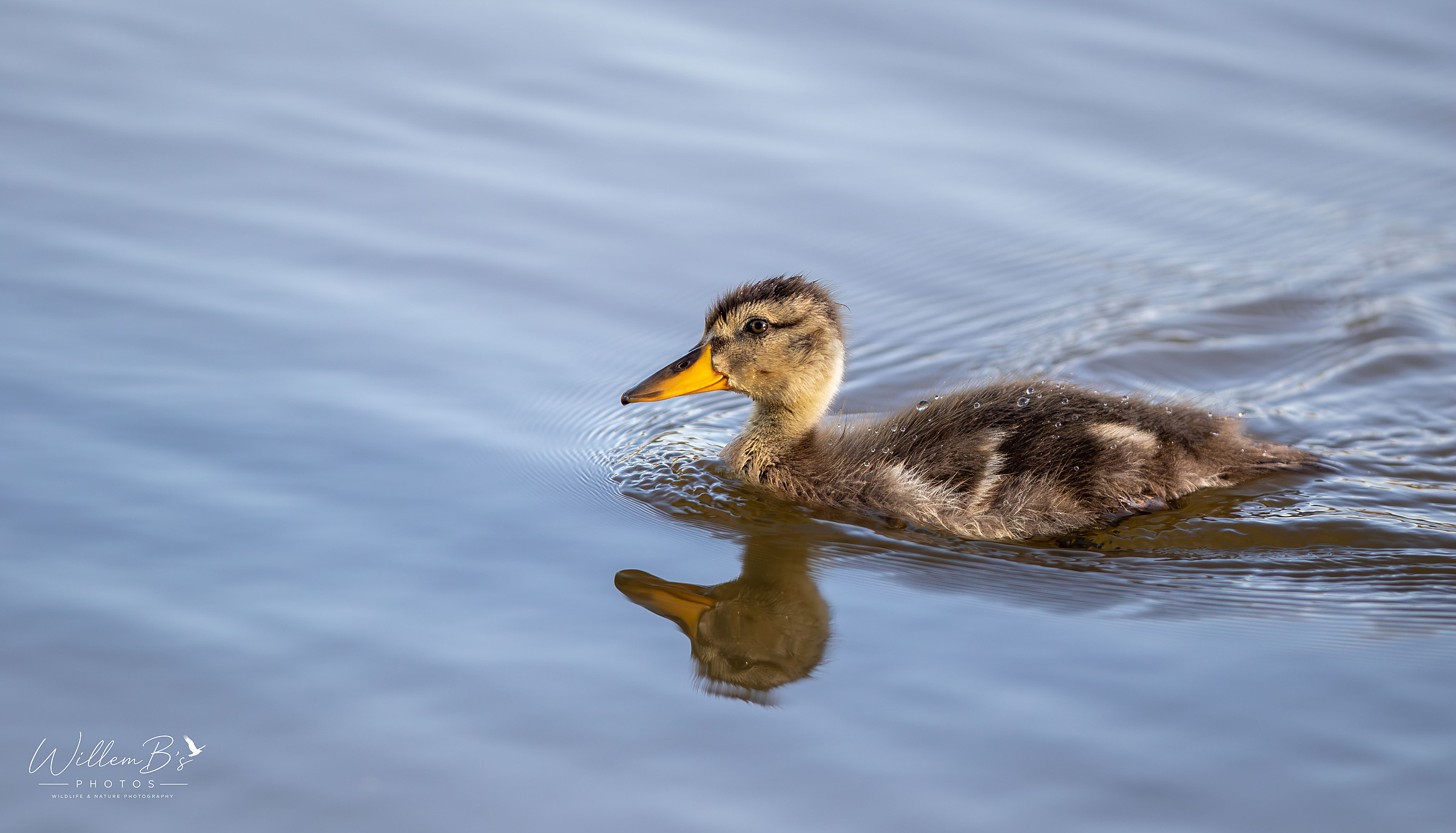 Yellow-billed Duck (juvenile) - Birds