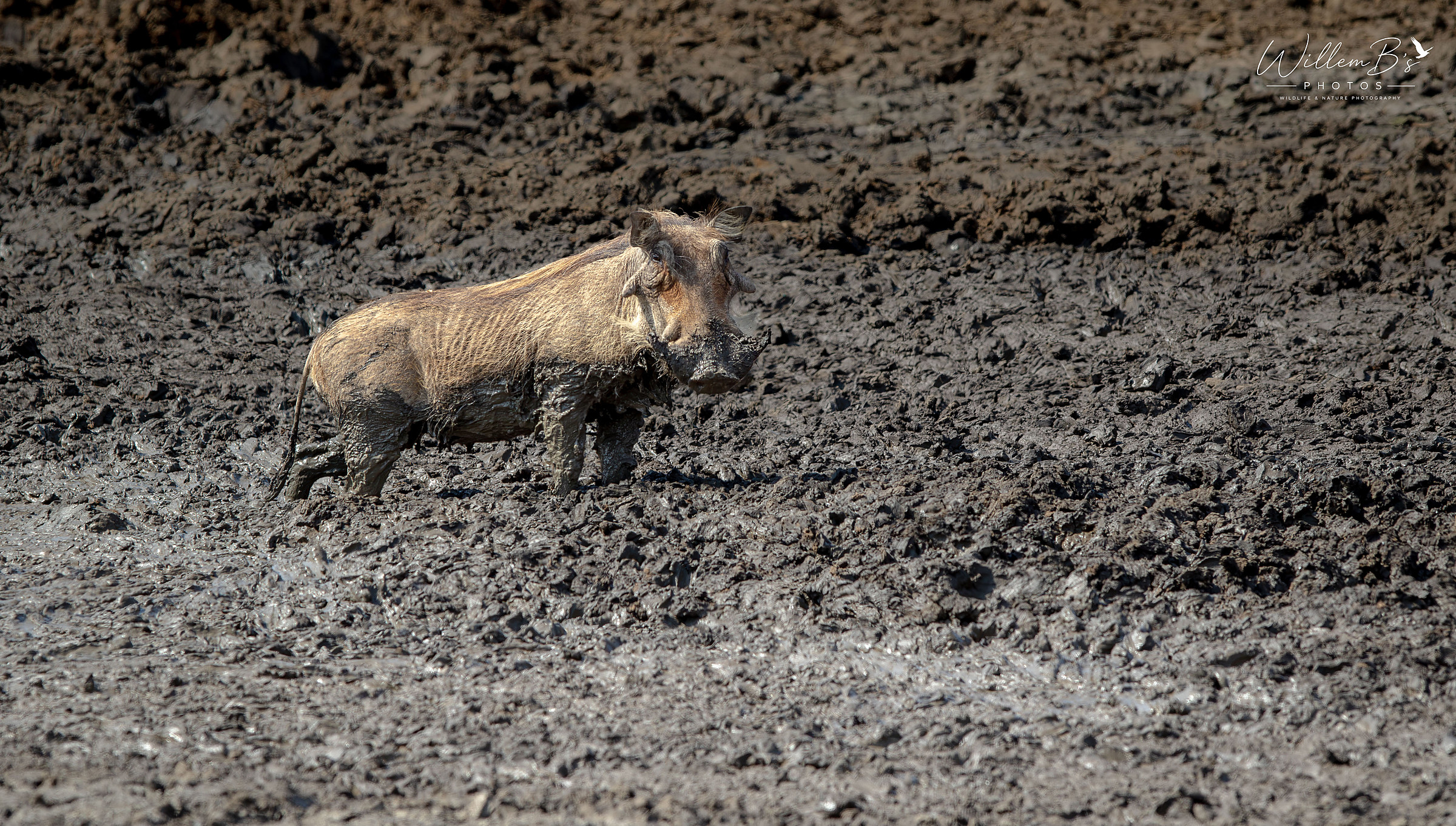 Warthog photographed at Greater KNP