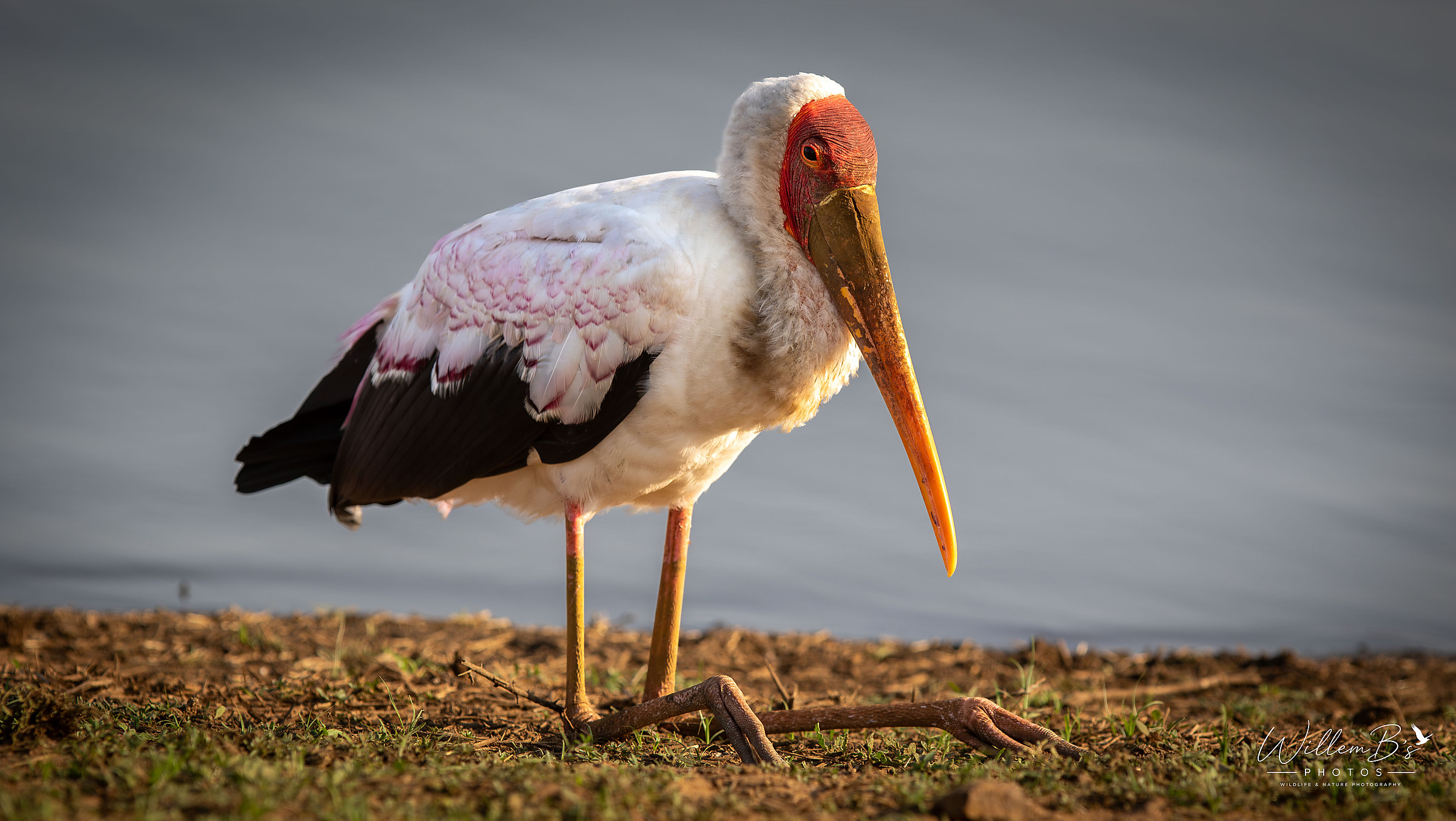 Yellow-billed stork photographed at KNP - Sunset Dam