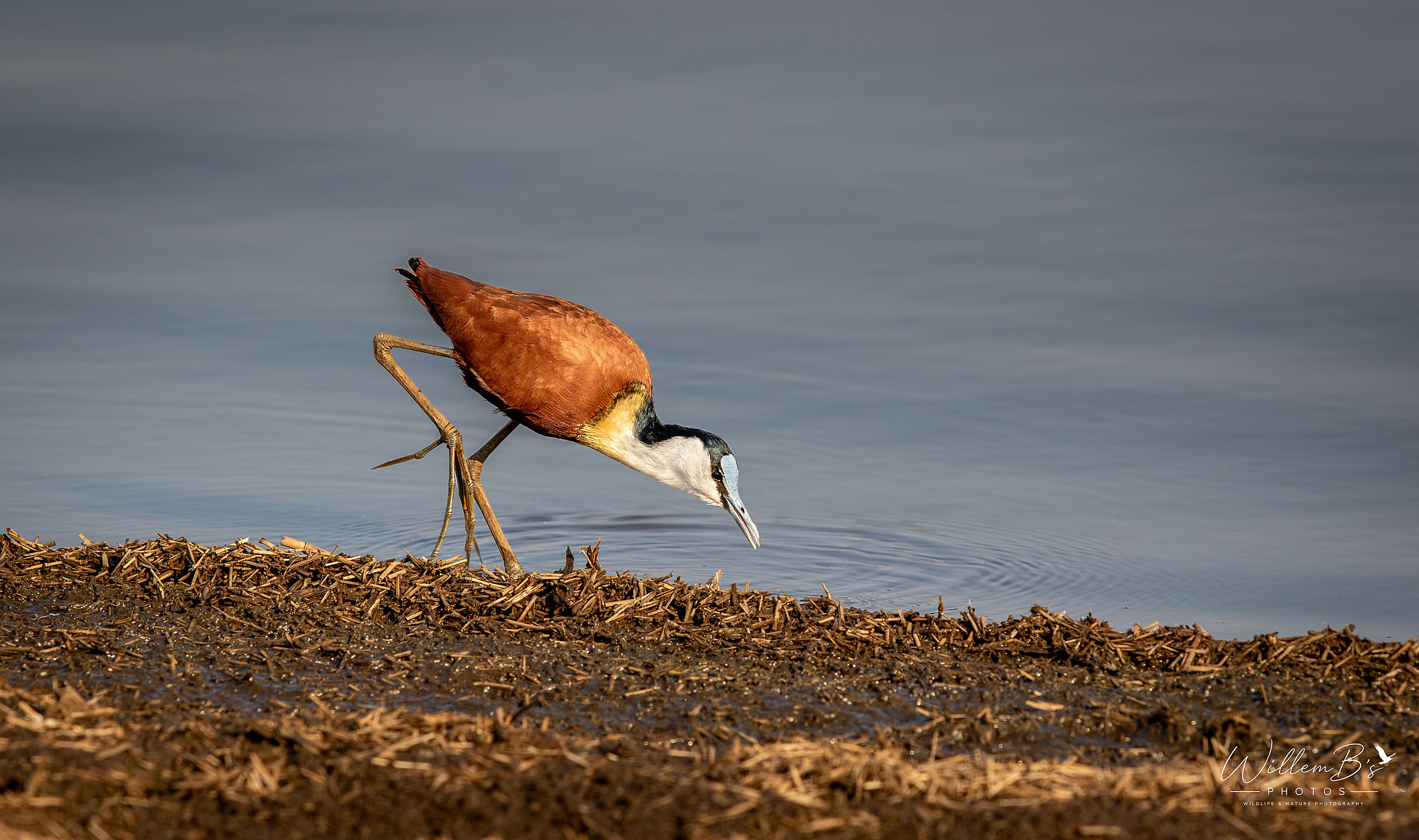 African Jacana photographed at KNP - Sunset Dam