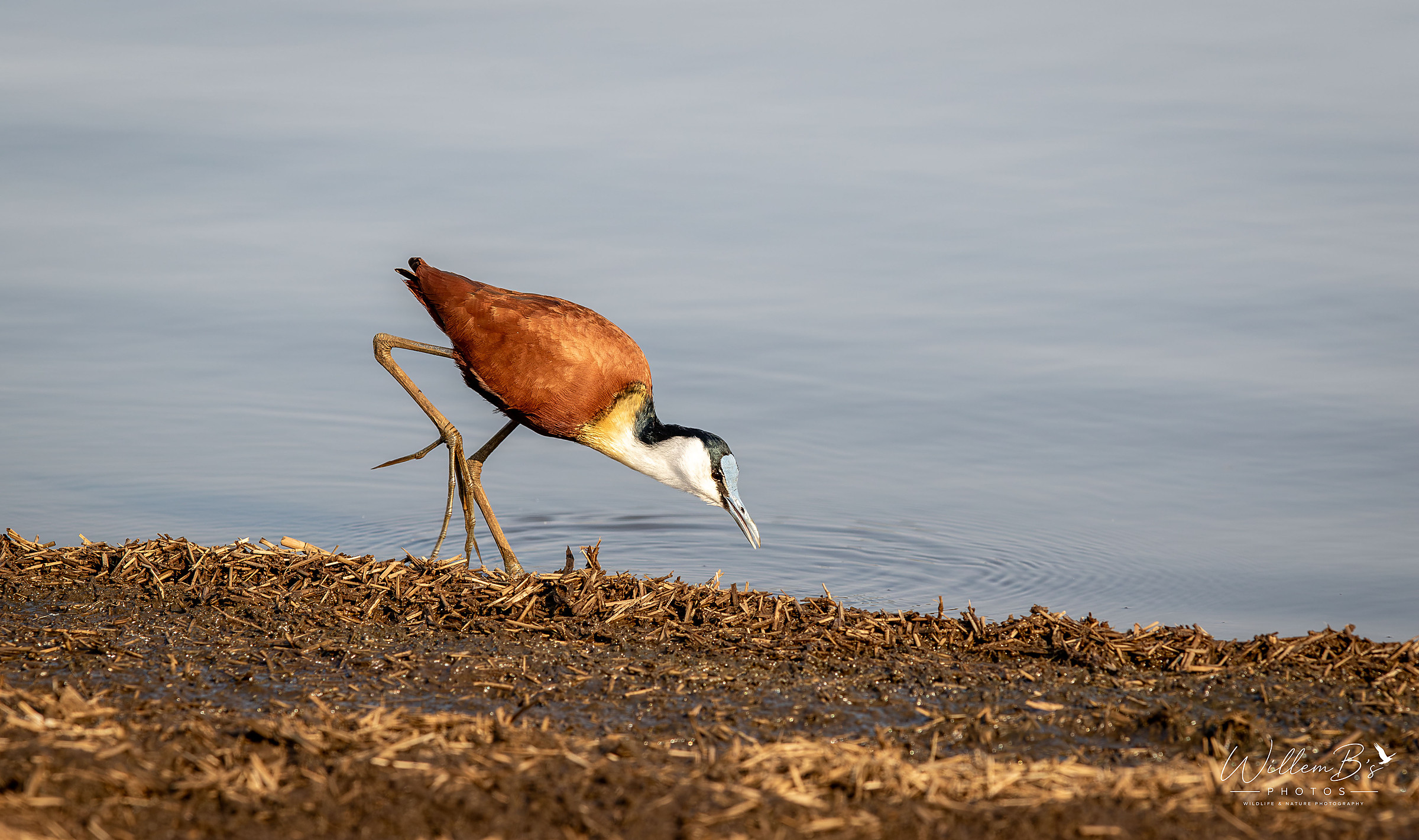 African Jacana - Birds