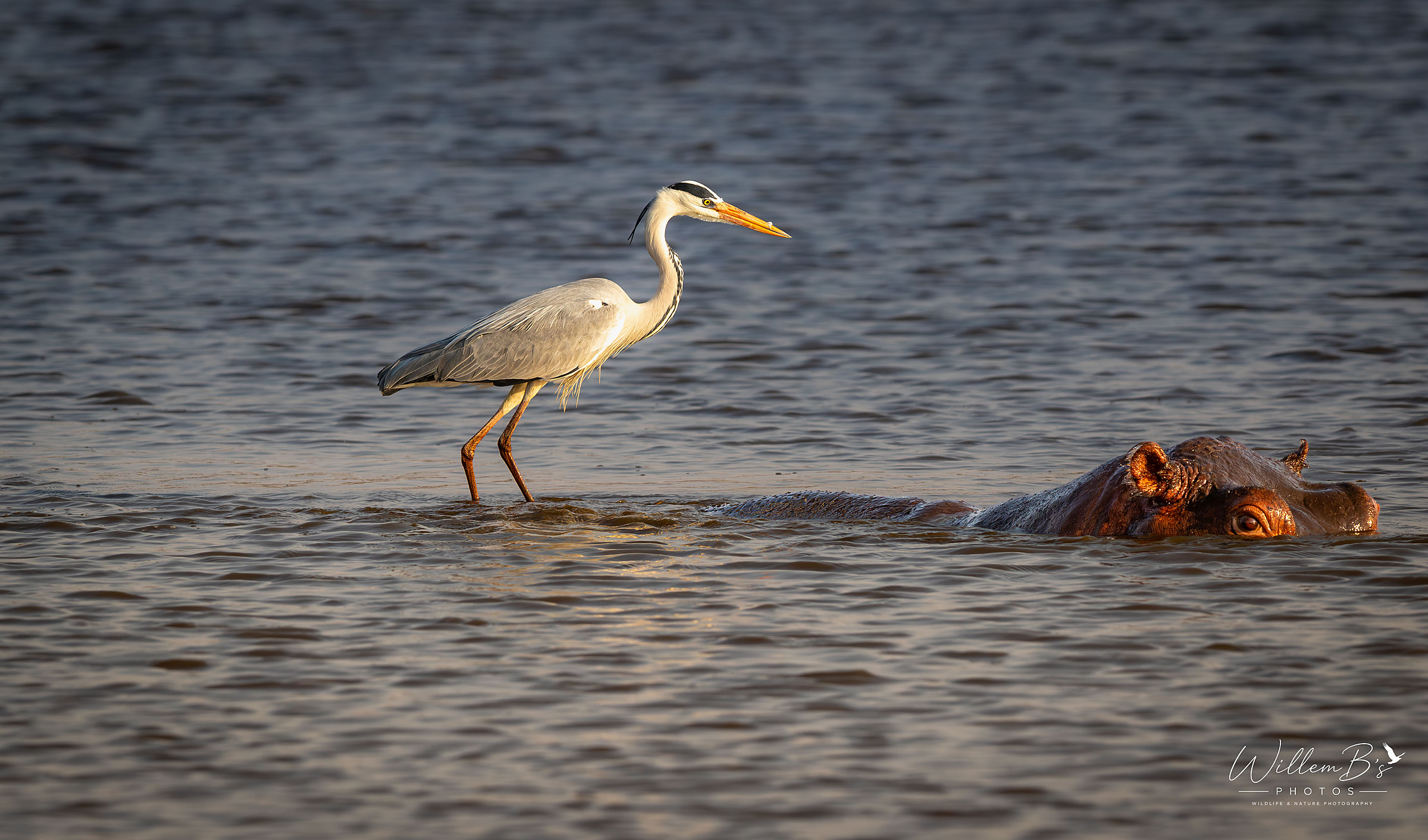 Grey Heron photographed at Sunset Dam - KNP