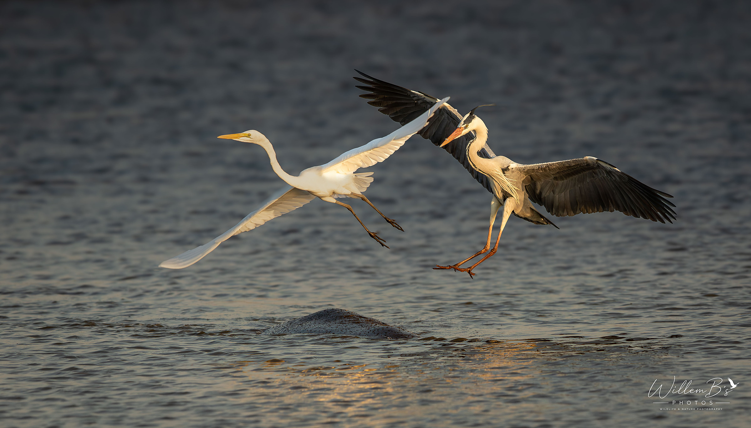 Grey Heron & Geat Egret photographed at Sunset Dam - KNP