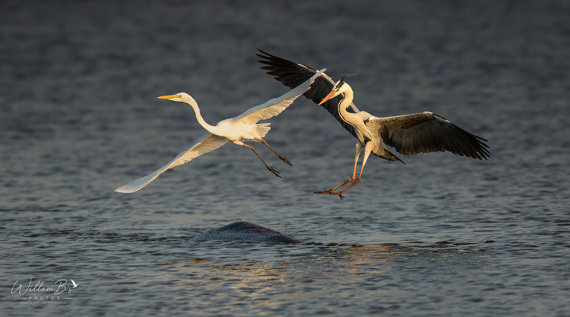 Grey Heron & Yellow-billed Egret photographed at Sunset Dam