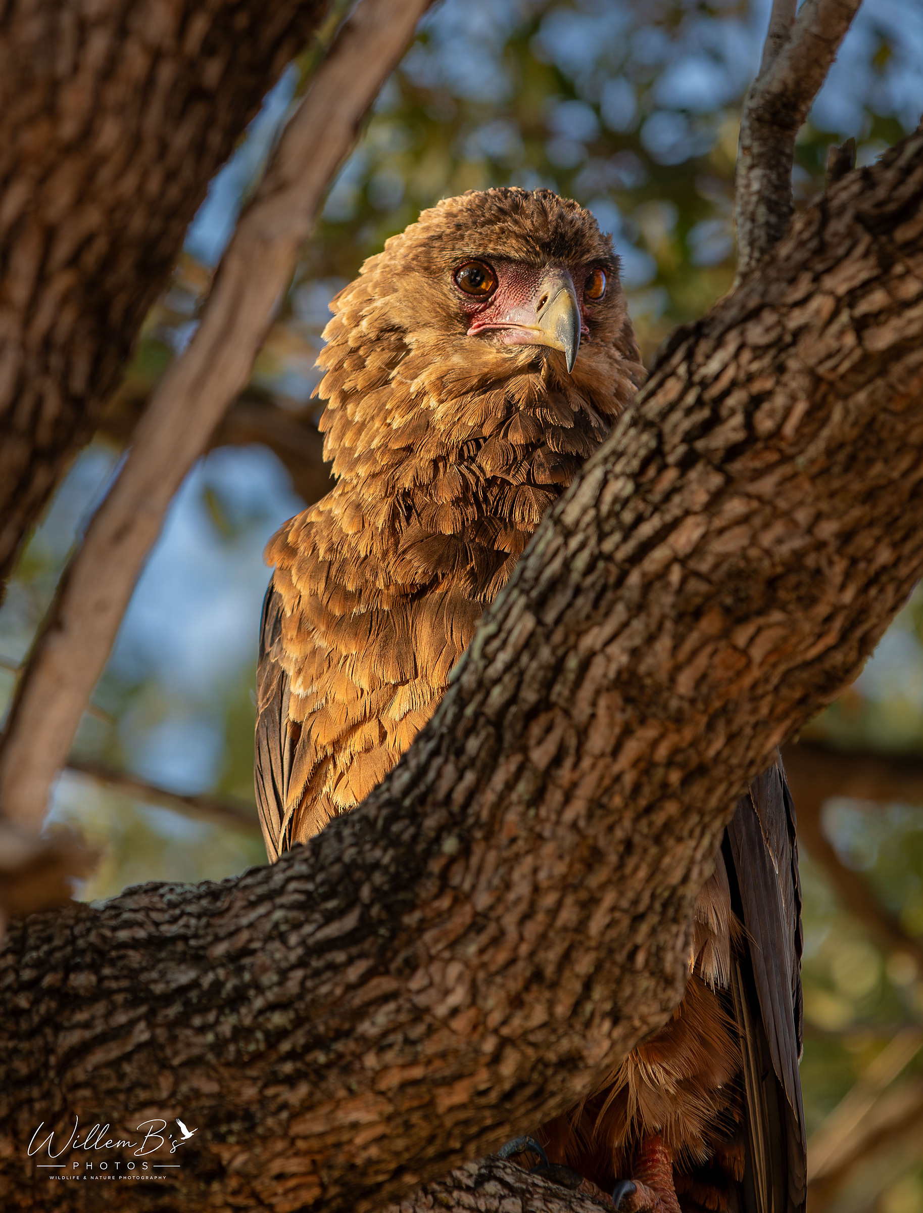 Bateleur (sub adult) - Birds