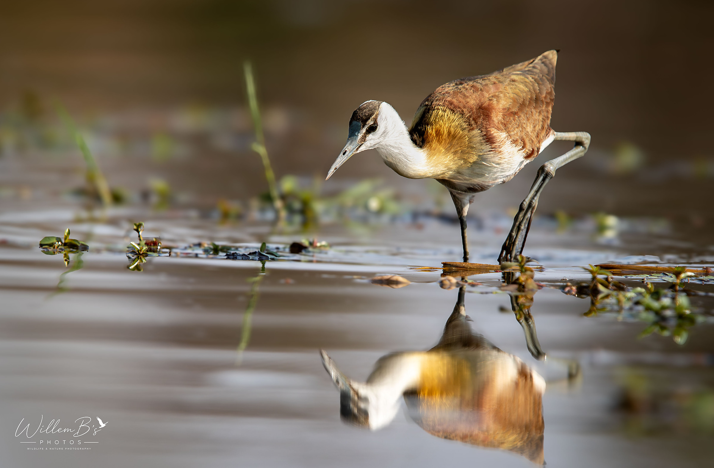 African Jacana (Juvenile) - Birds