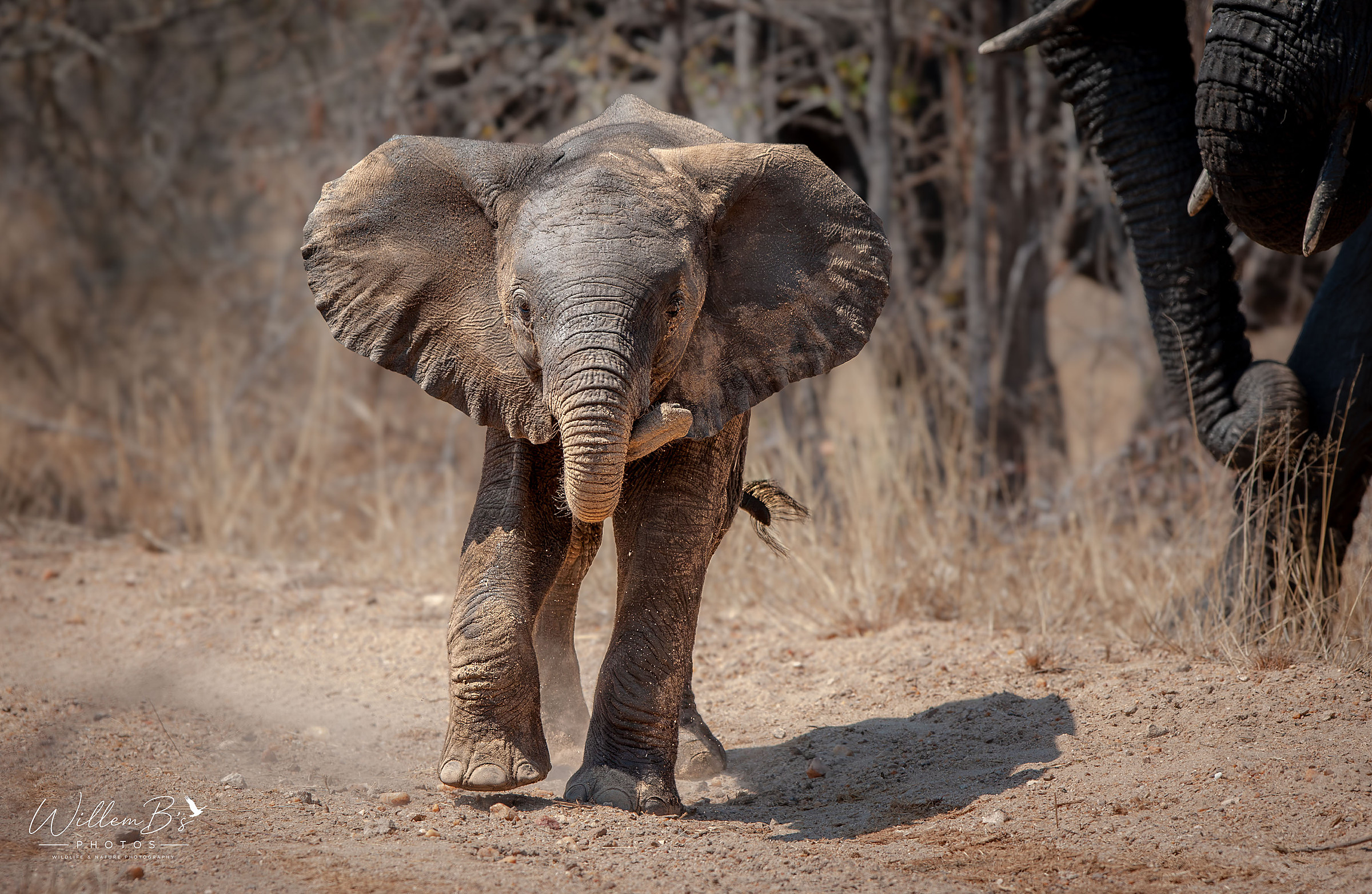 Elephants