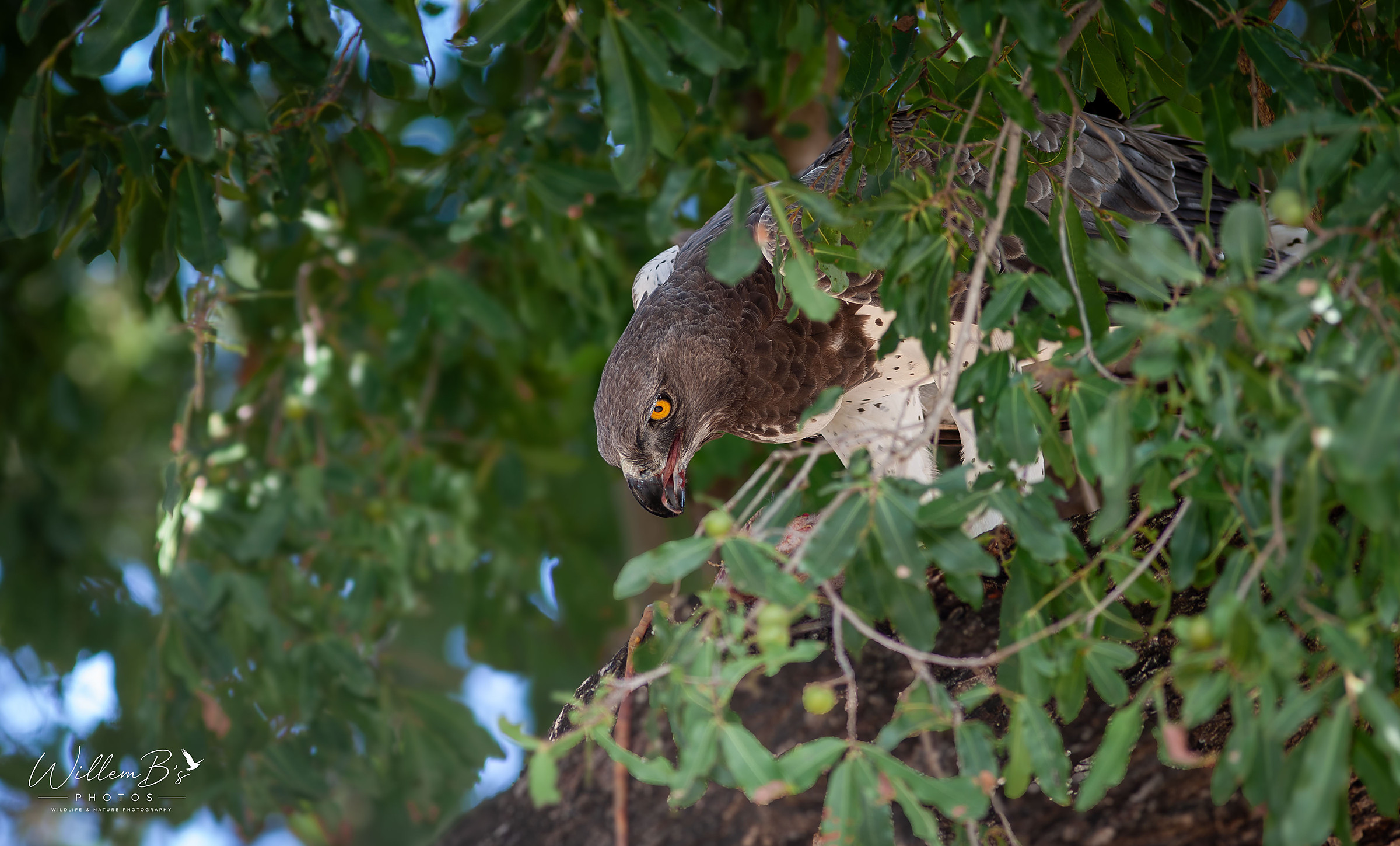 Martial Eagle - Birds