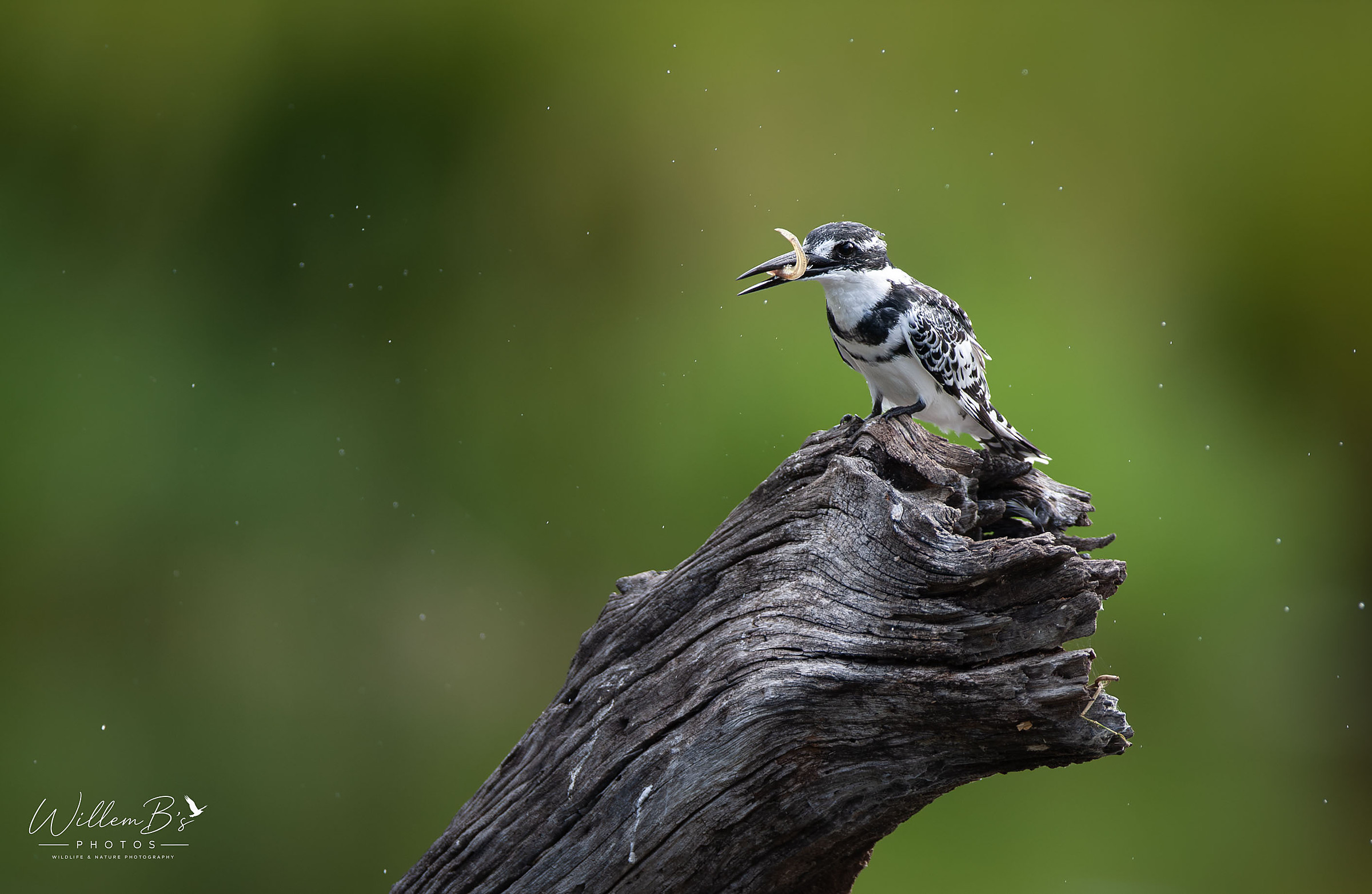 Pied Kingfisher photographed at KNP - Lake Panic