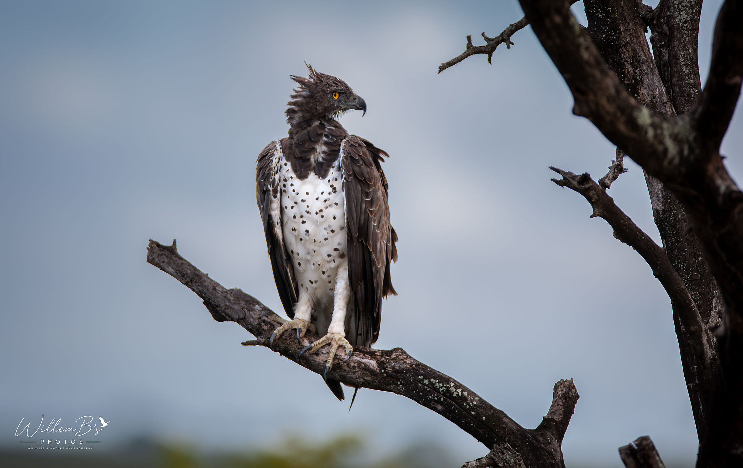 Martial Eagle - Birds