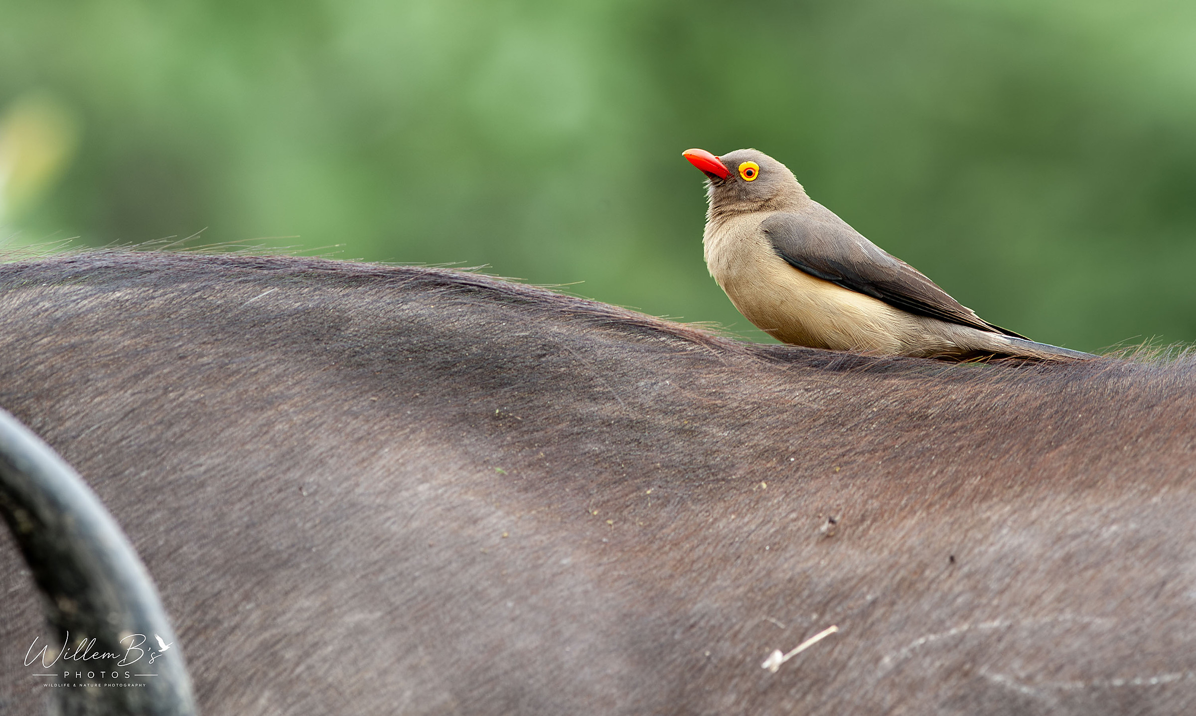 Red-billed Oxpecker - Birds