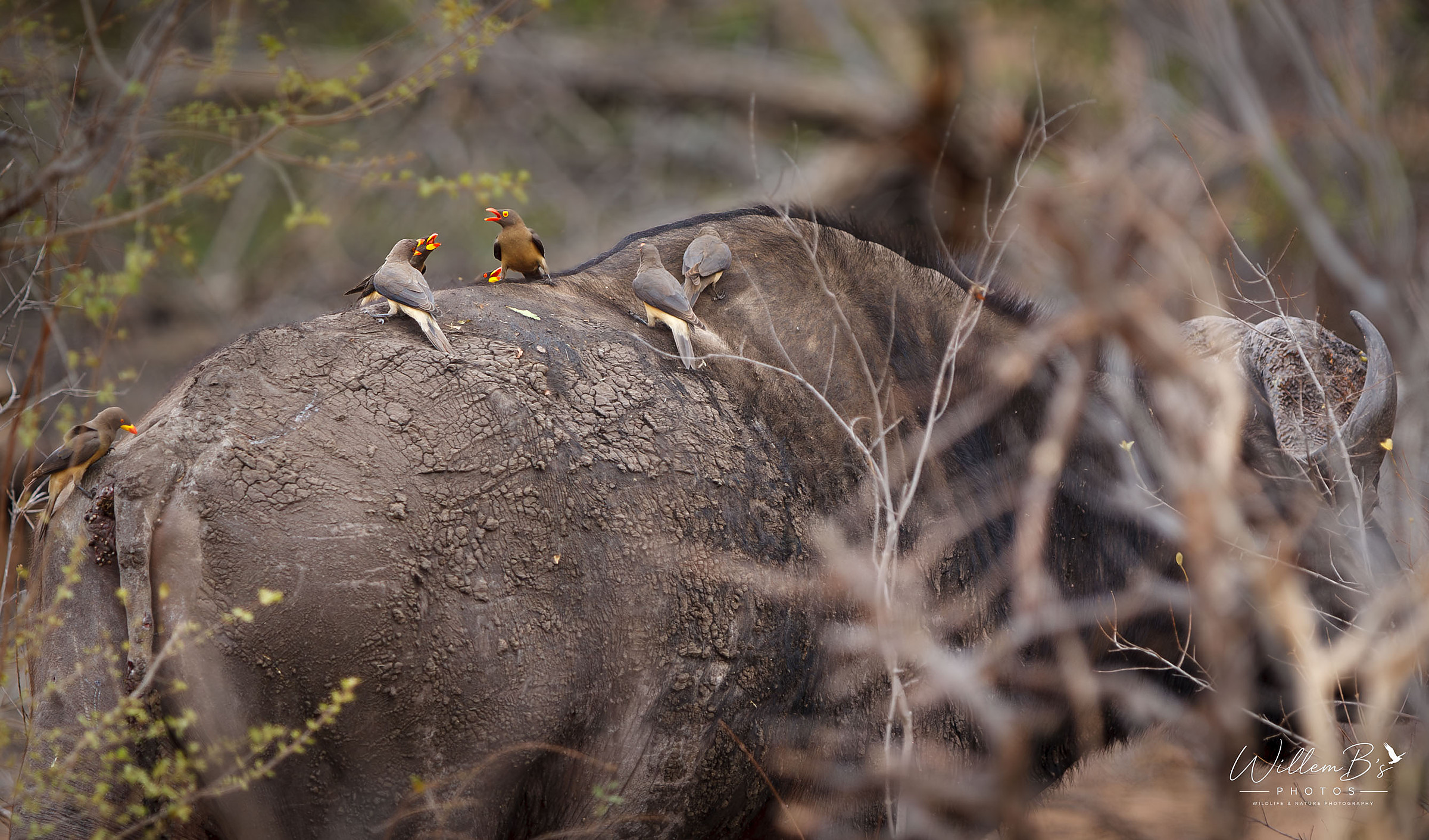 Yellow-billed Oxpecker - Birds