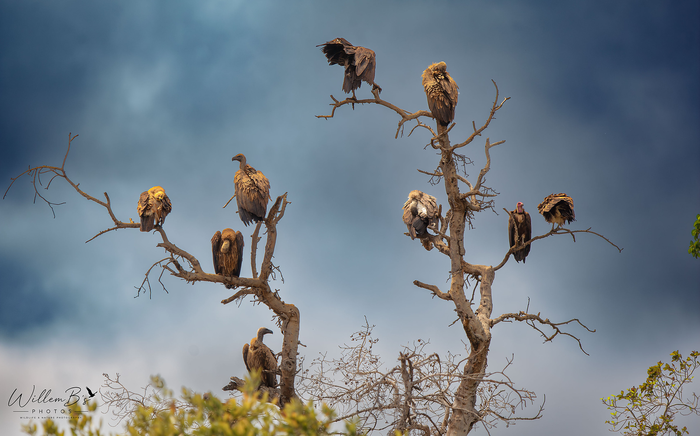 Birds