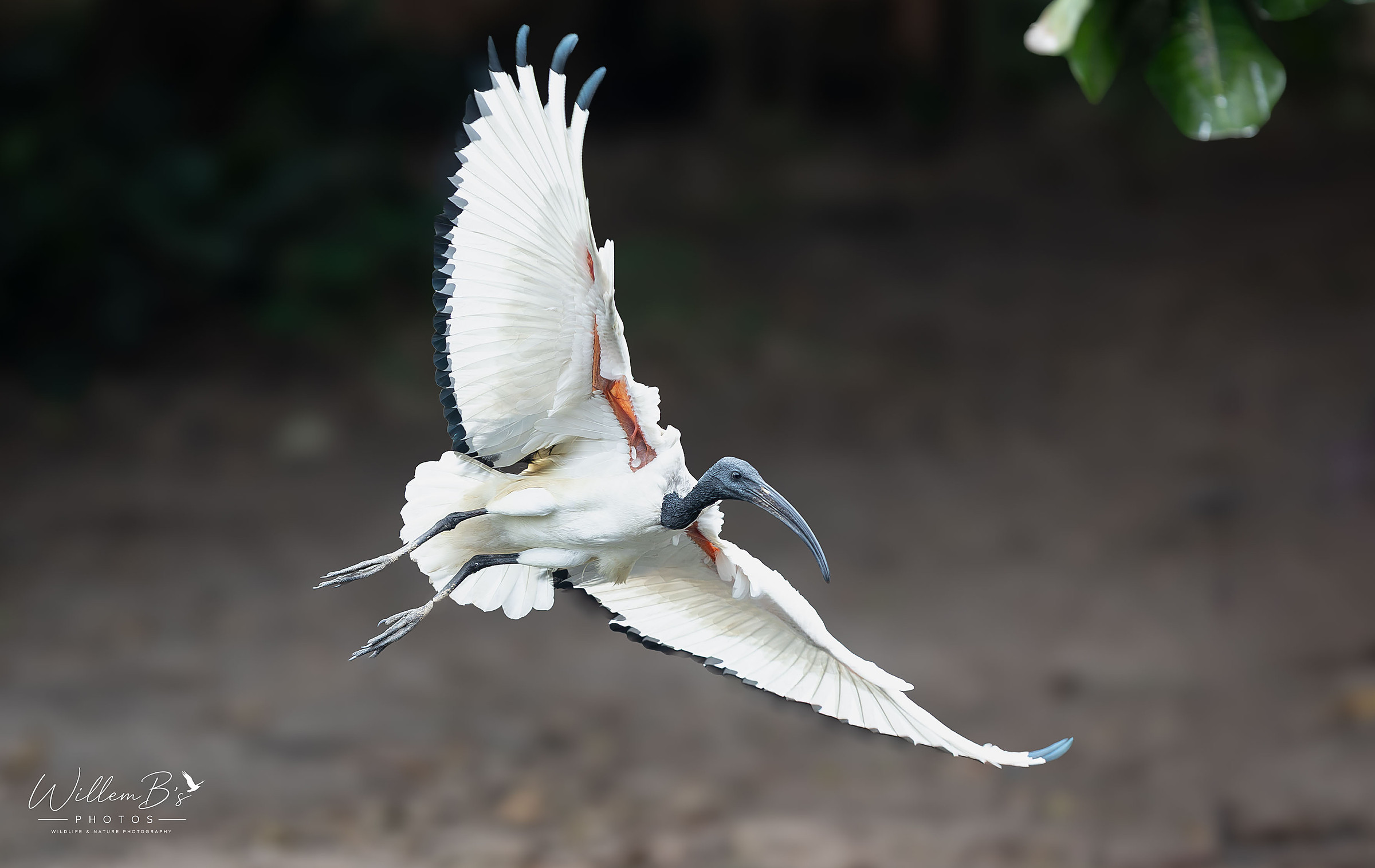 African Sacred Ibis - Birds