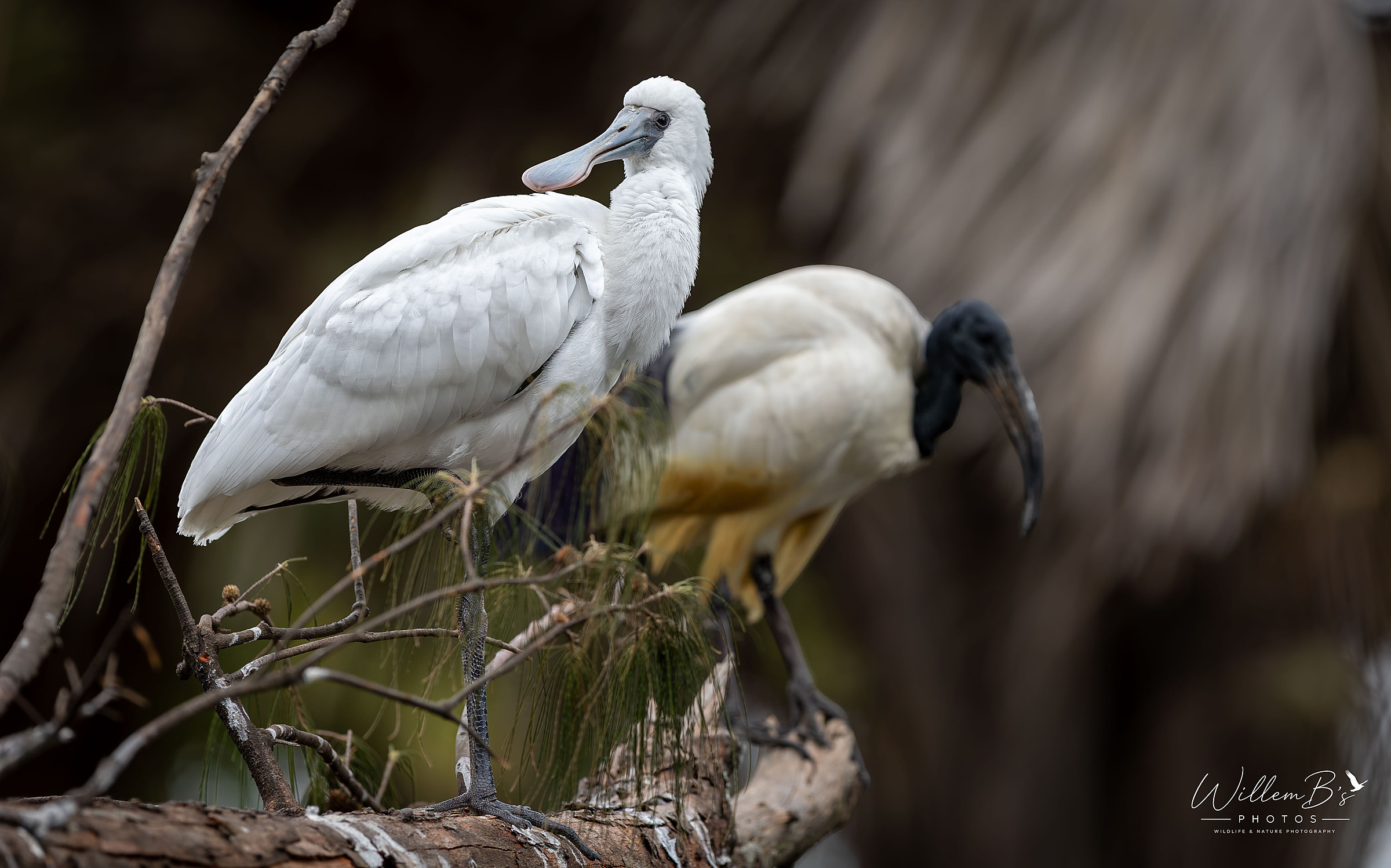 African Spoonbill - Birds